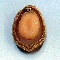 吉浜乾鮑【20g～】最高級純国産干しあわび(キッピンカンポウ)※即納