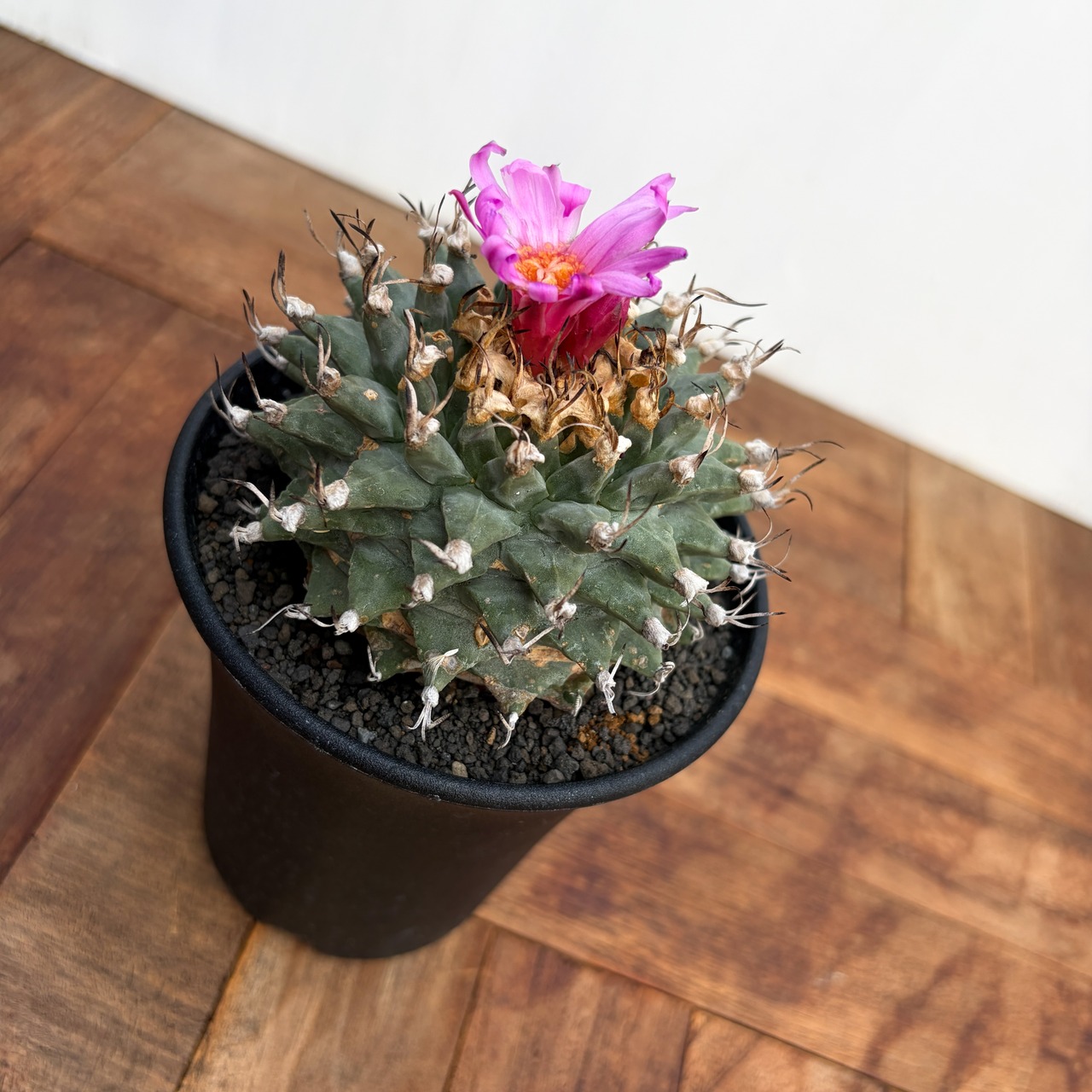 Turbinicarpus alonsoi【ツルビニカルプス・アロンソイ・実生】　