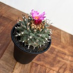 Turbinicarpus alonsoi【ツルビニカルプス・アロンソイ・実生】　