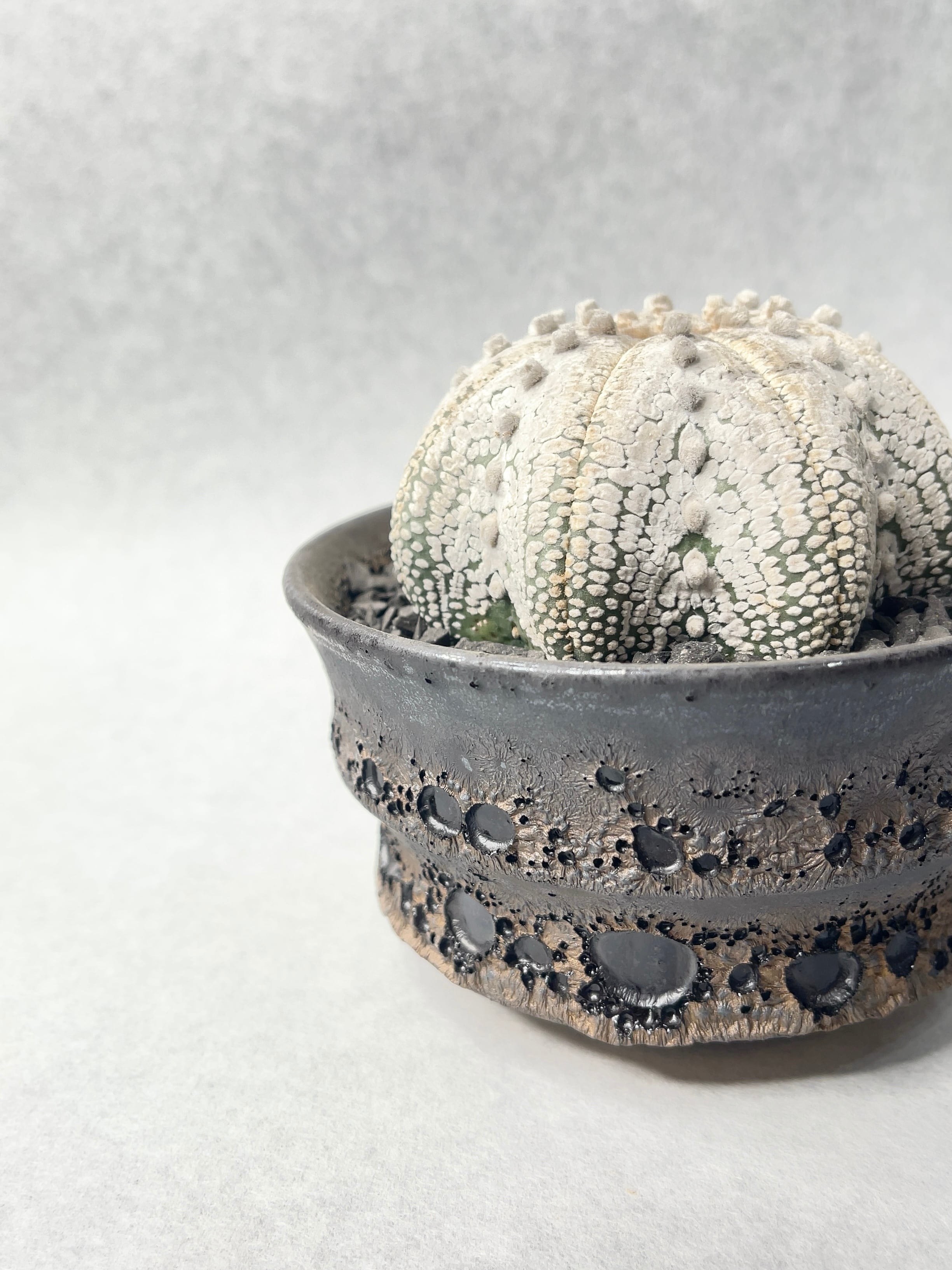 アストロフィツム ミラクル兜（鉢付き／直径 約11cm）　大株　1 楽天市場】サボテン：アストロフィツム ミラクル兜の実生*幅3.5