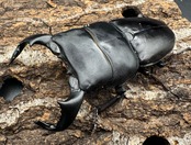 【WD】《ダイオウヒラタ 東ジャワ産 83.5mm ペア》