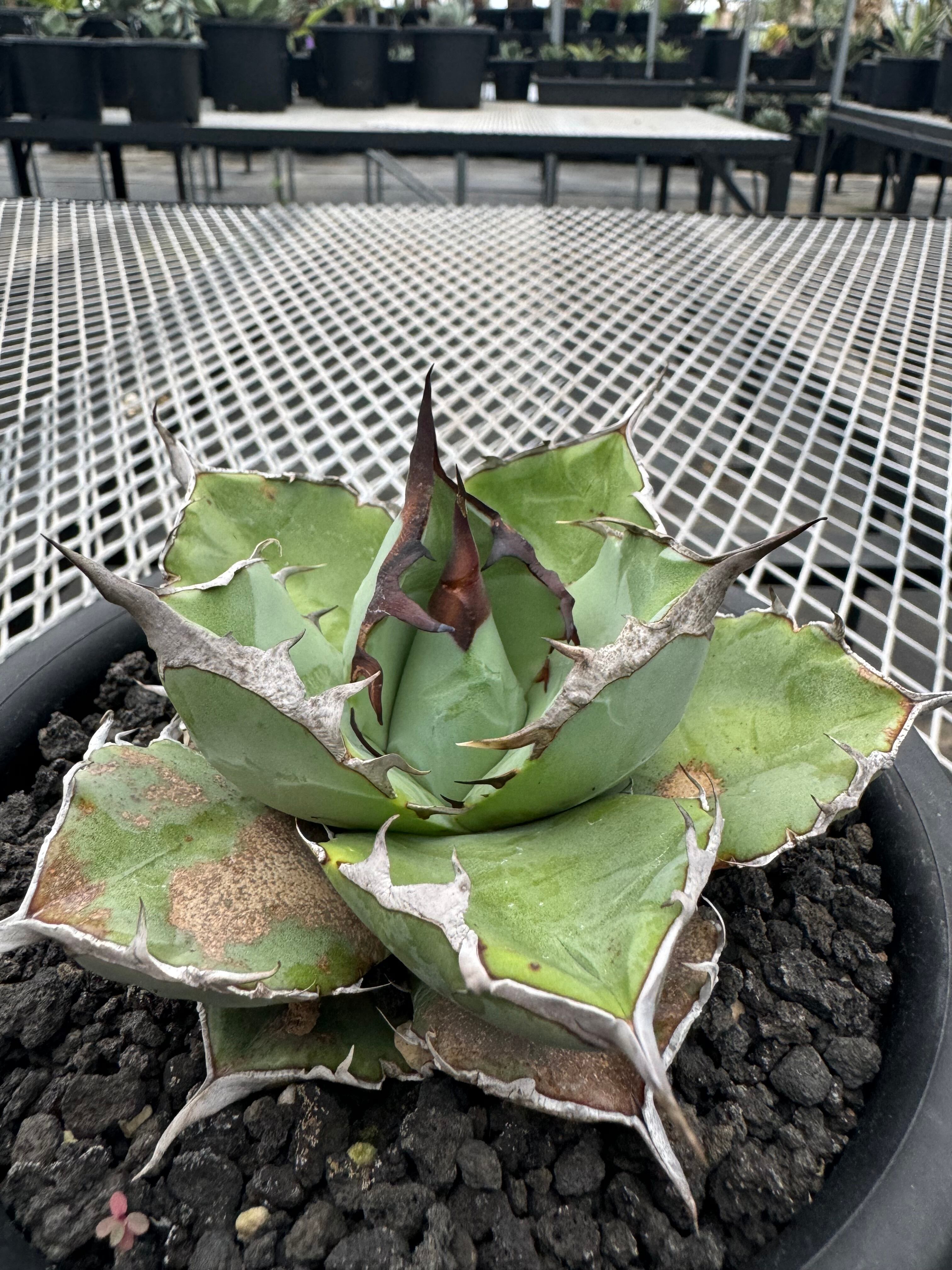 アガベ モンタナ実生 抜き苗2株 寒く 