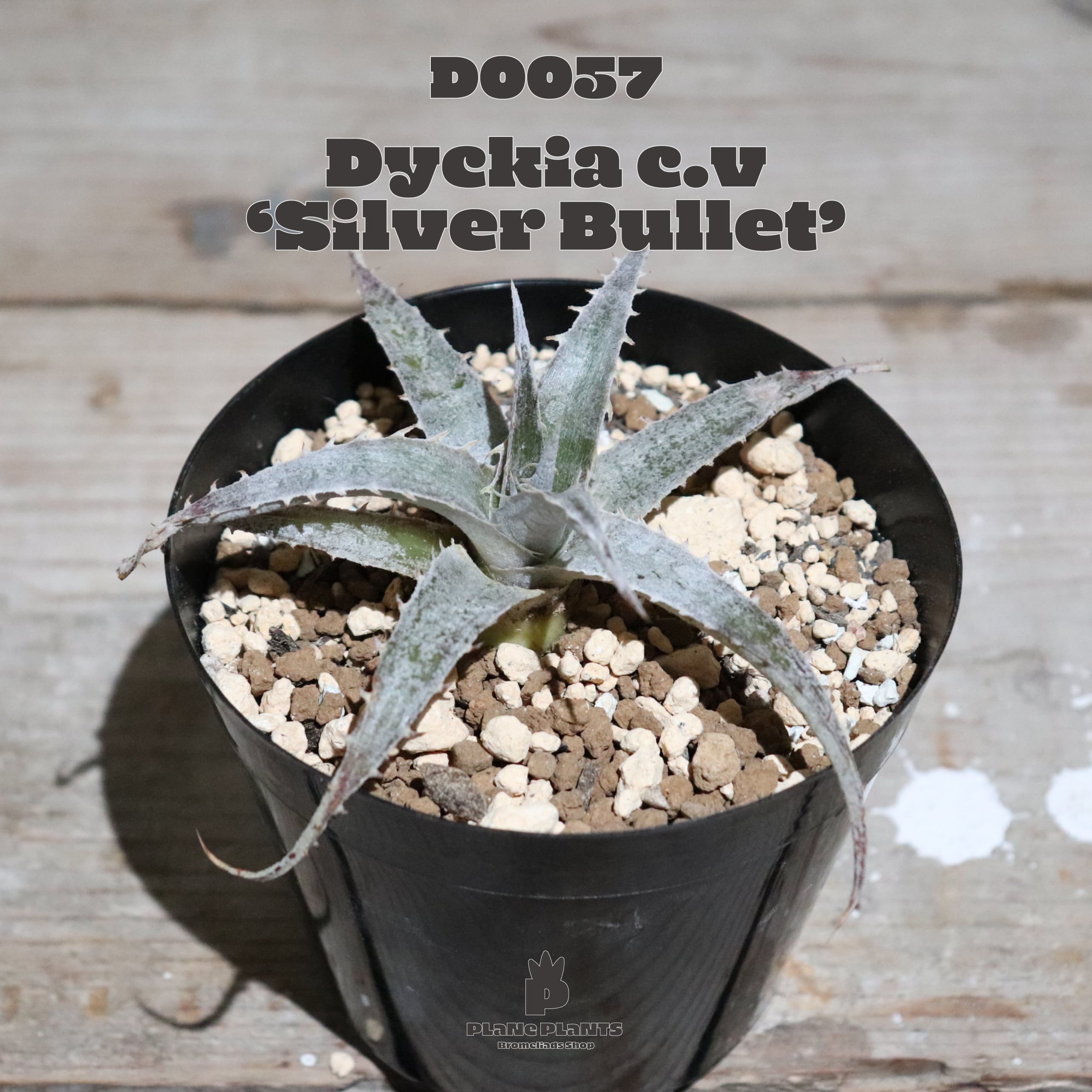 【送料無料】 ‘Silver Bullet’〔ディッキア〕現品発送D0057