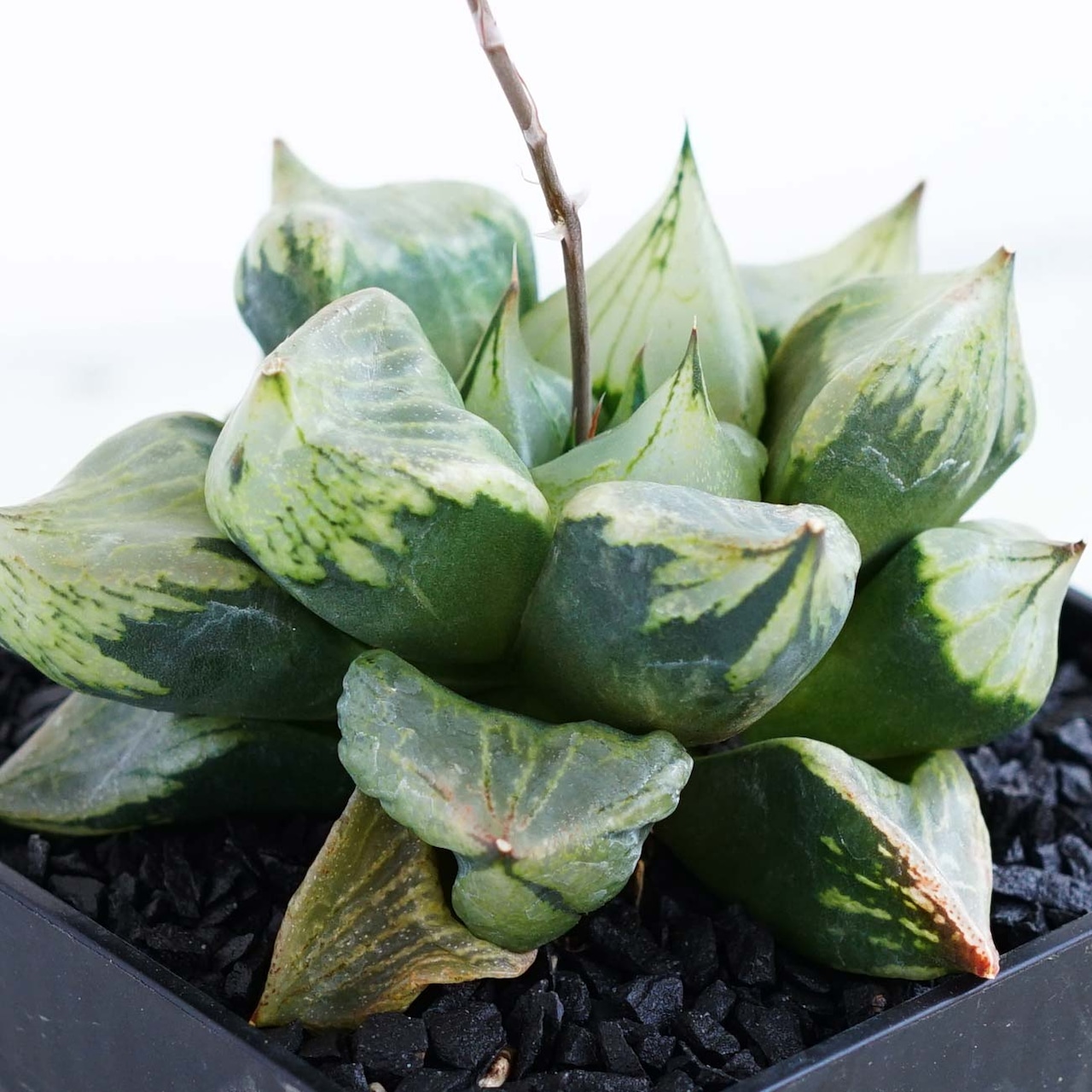 カット苗 裏般若 Haworthia 'Ura Hannya'