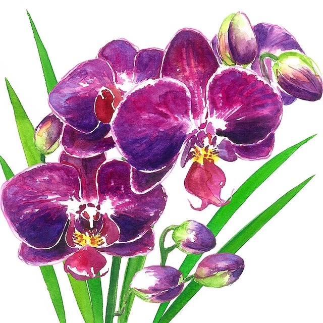2024春夏【Paperproducts Design】バラ売り2枚 ランチサイズ ペーパーナプキン Orchidea ホワイト