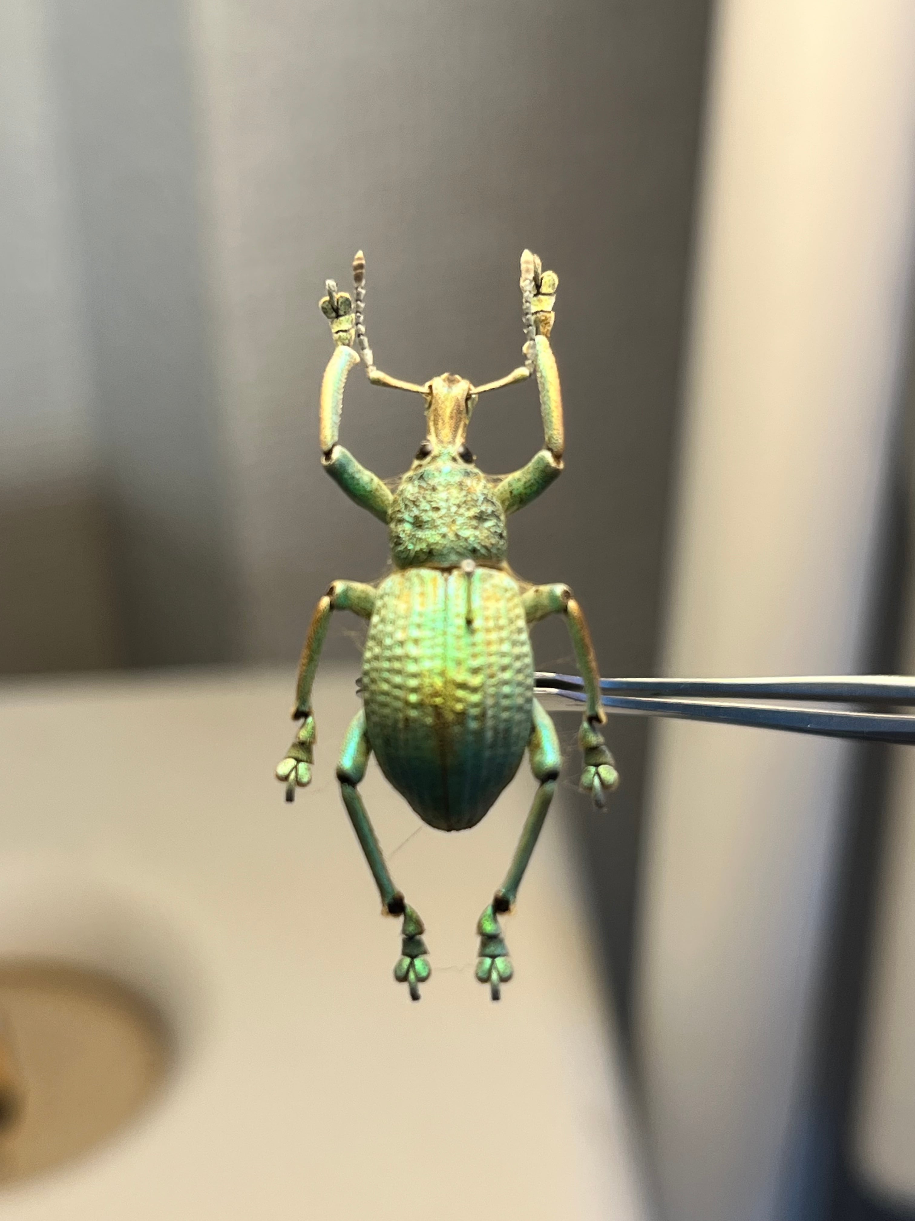 ホウセキゾウムシの一種 標本Eupholus bruyni？ カミキリ昆虫ゼリー
