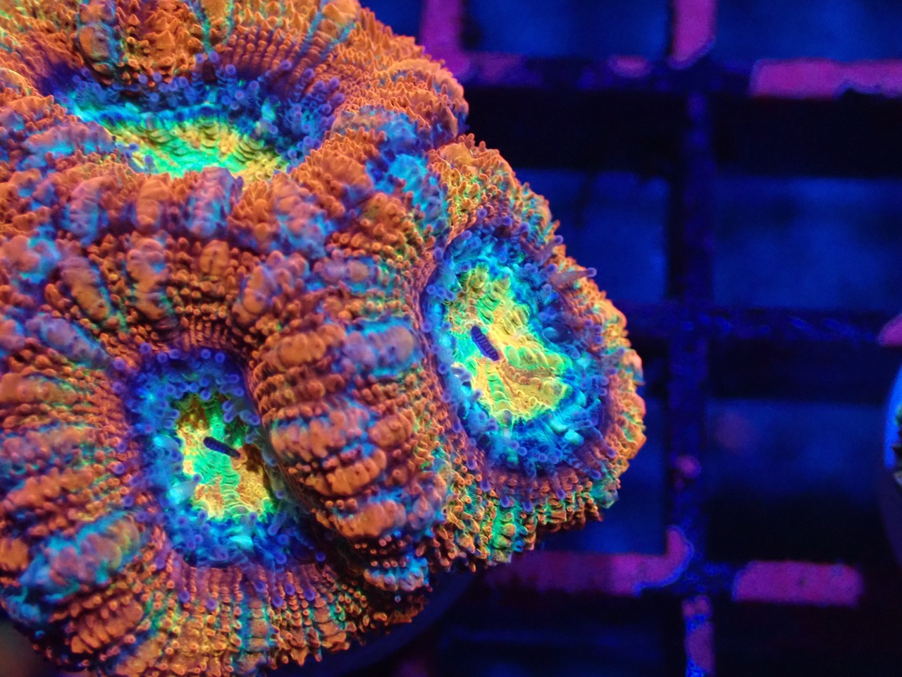 Loadhowensis PremiumRainbow 1