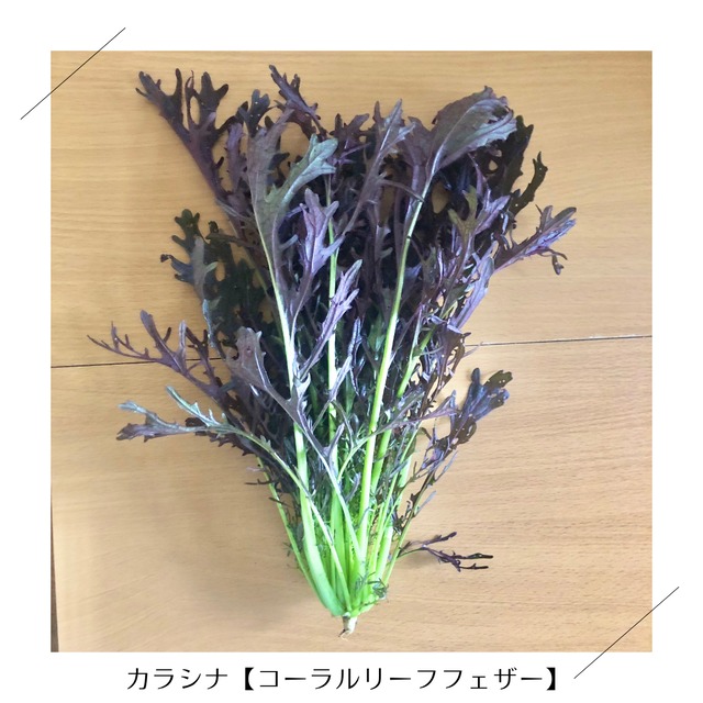 クール便・金曜日発送＞【小さいサイズ】季節のお野菜セット