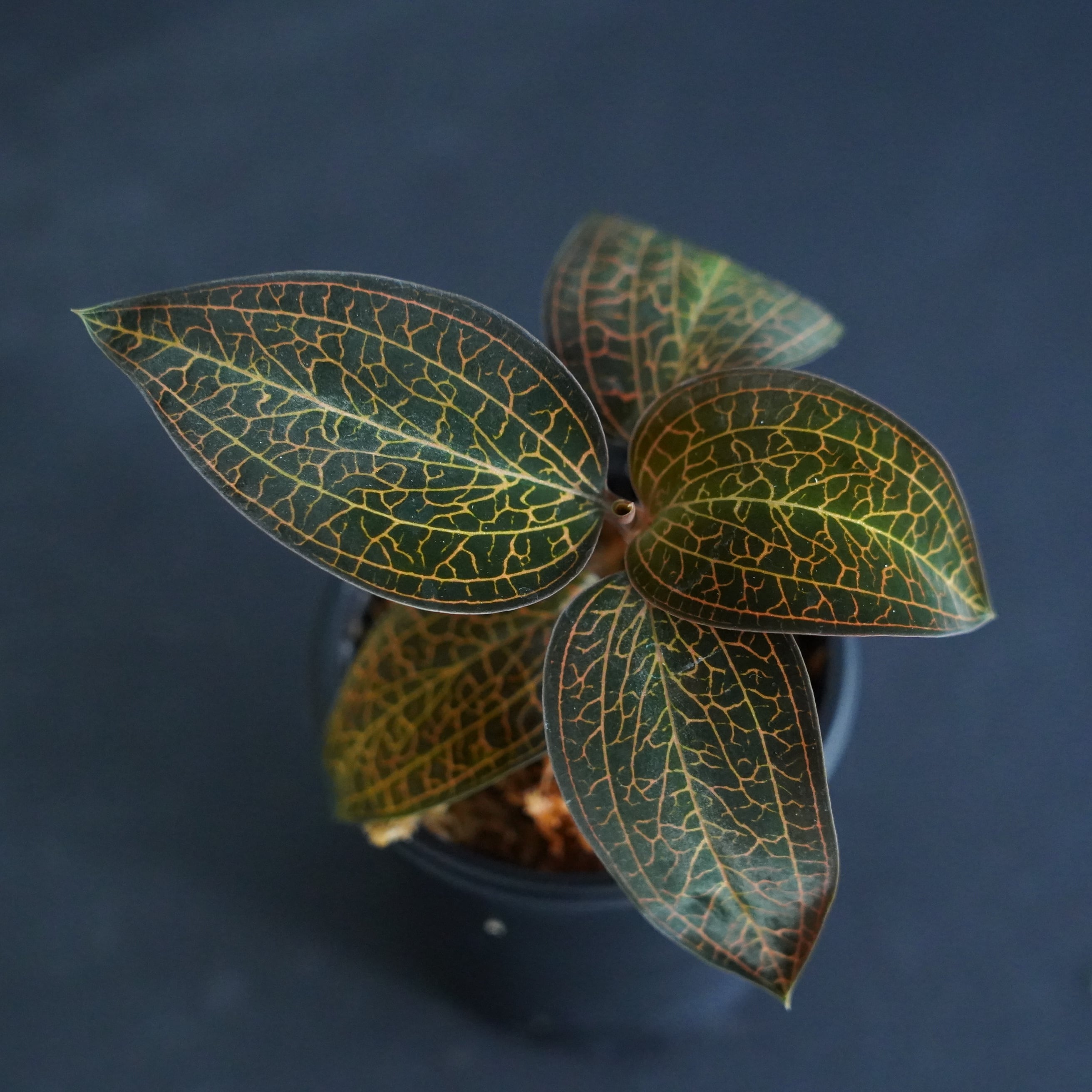 ◇現品◇ルドキルス【ジュエルオーキッド宝石蘭／石崎バイオ】#709