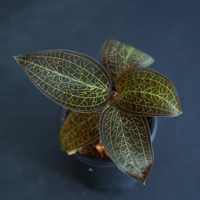 ◆現品◆ルドキルス【ジュエルオーキッド宝石蘭／石崎バイオ】#709