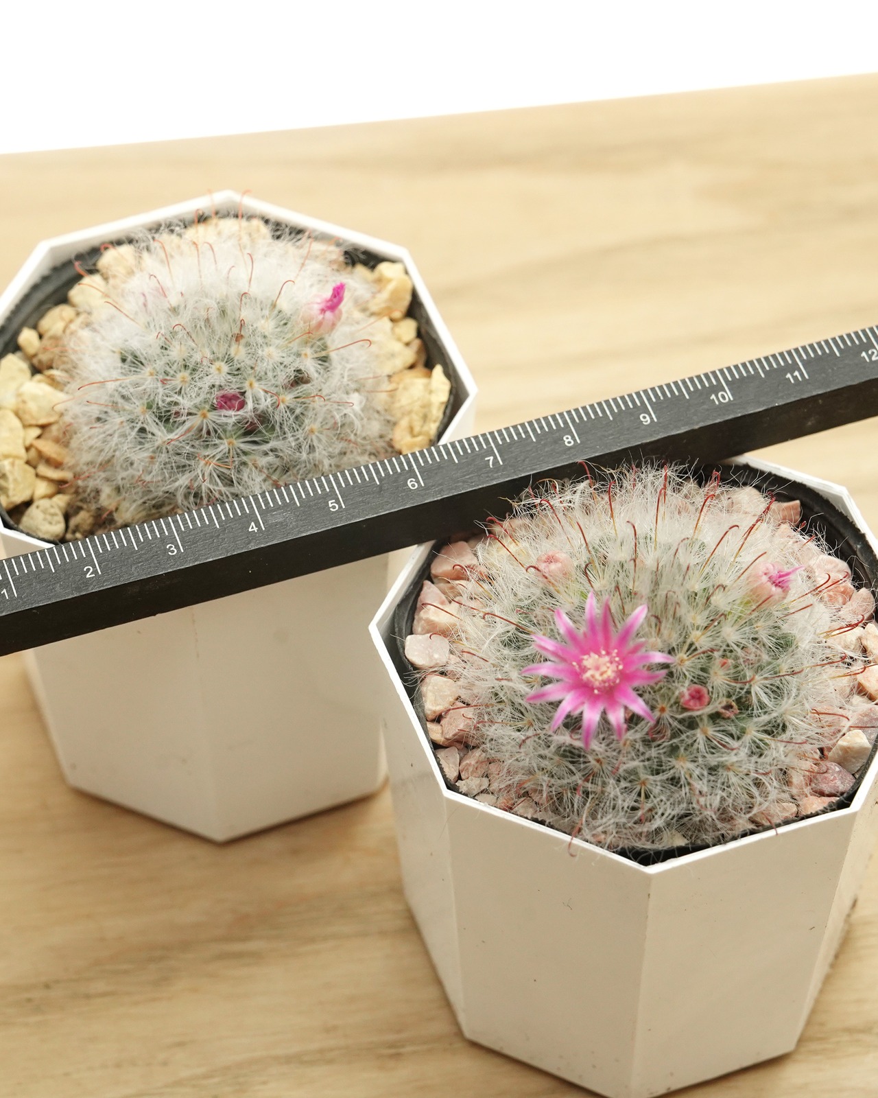 鉢植え マミラリア ボカサナ Mammillaria bocasana