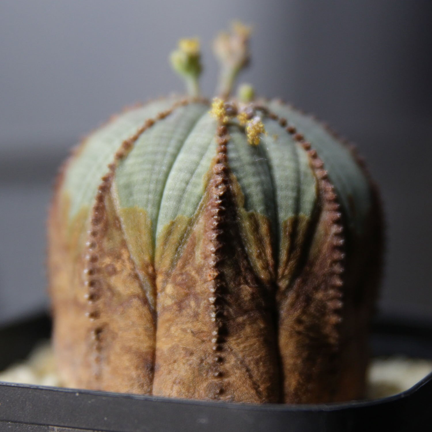 オス株 美模様 木質化 オベサ / ユーフォルビア | LIGHTHOUSE