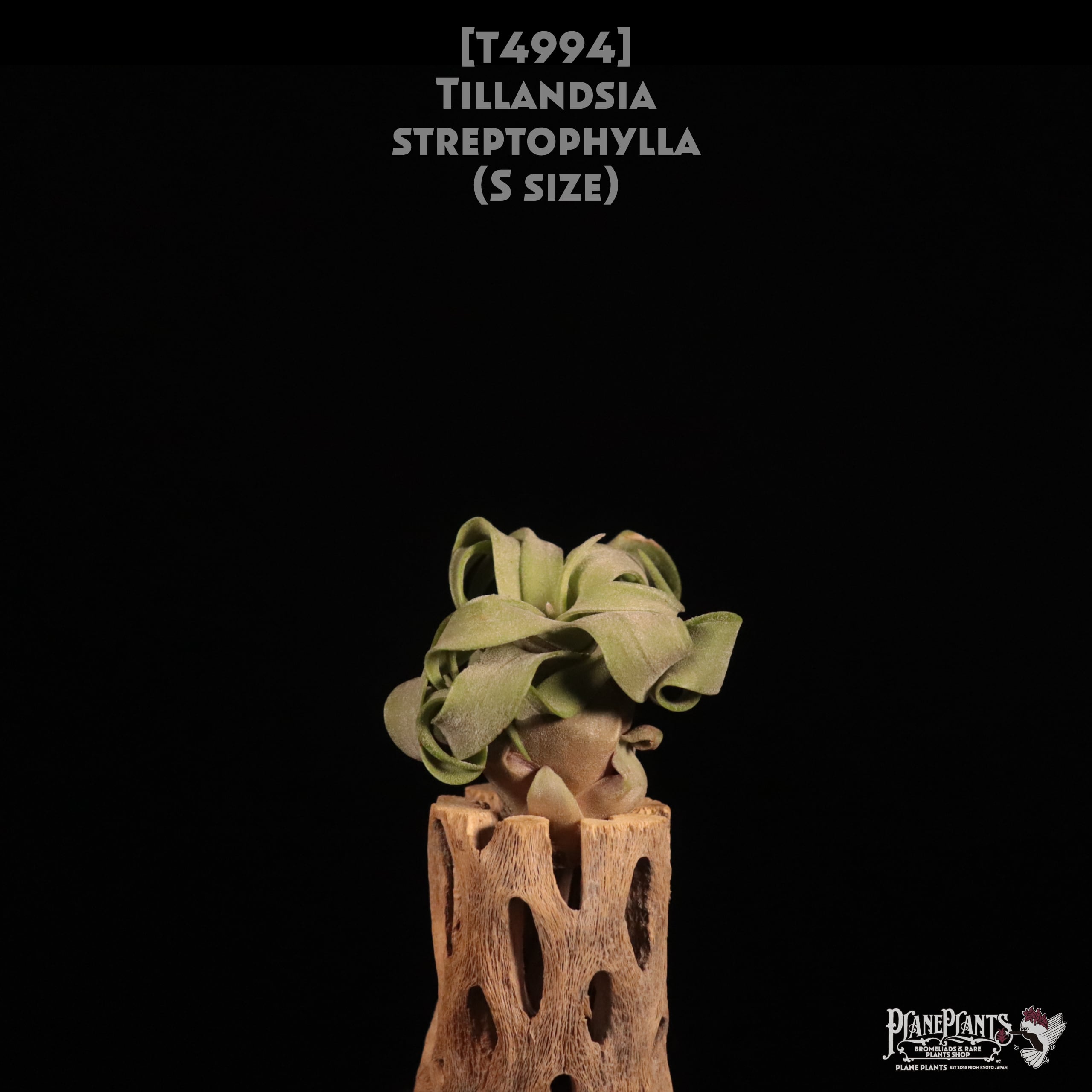 【送料無料】streptophylla S〔エアプランツ〕現品発送T4994