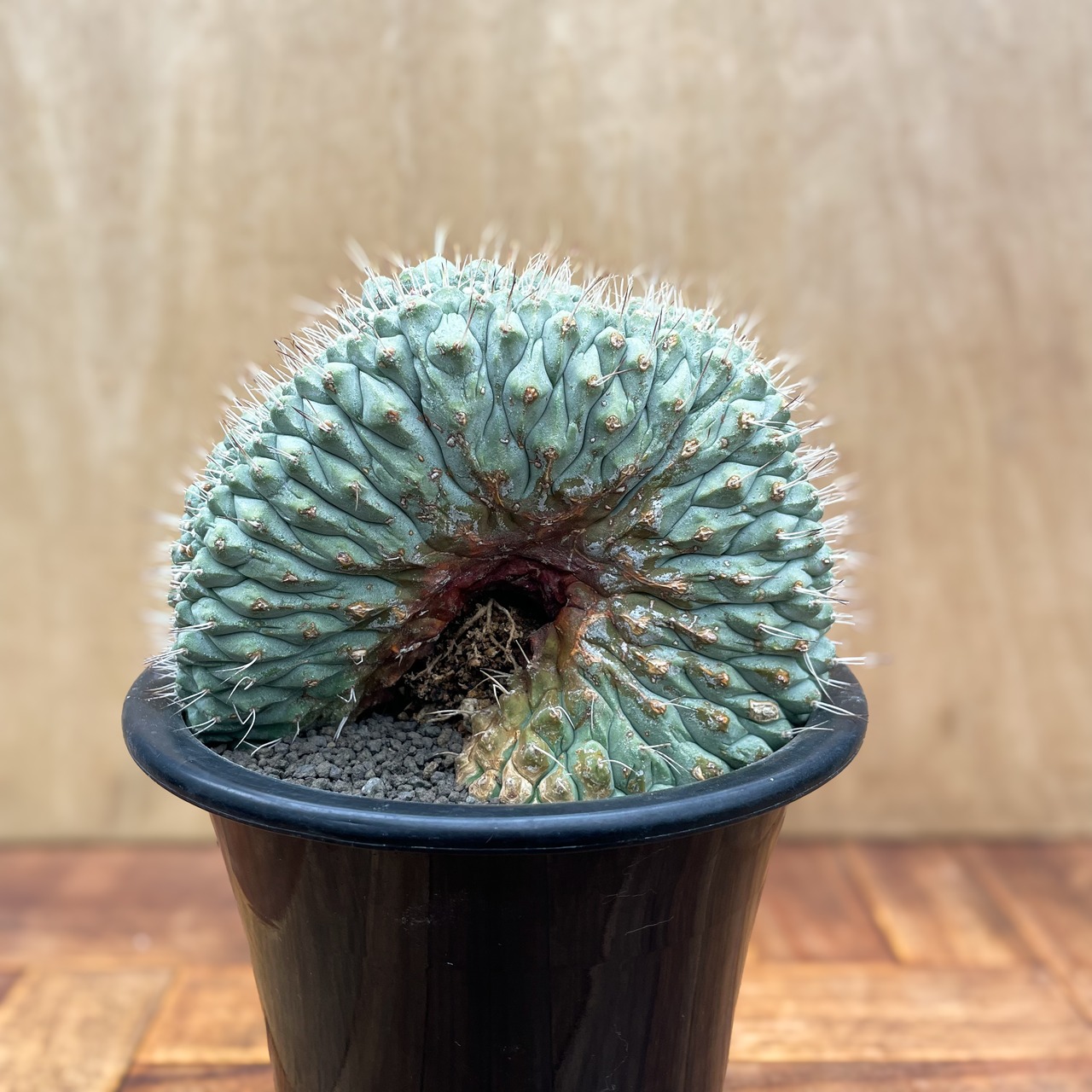 Storombocactus disciformis【ストロンボカクタス・菊水綴化】