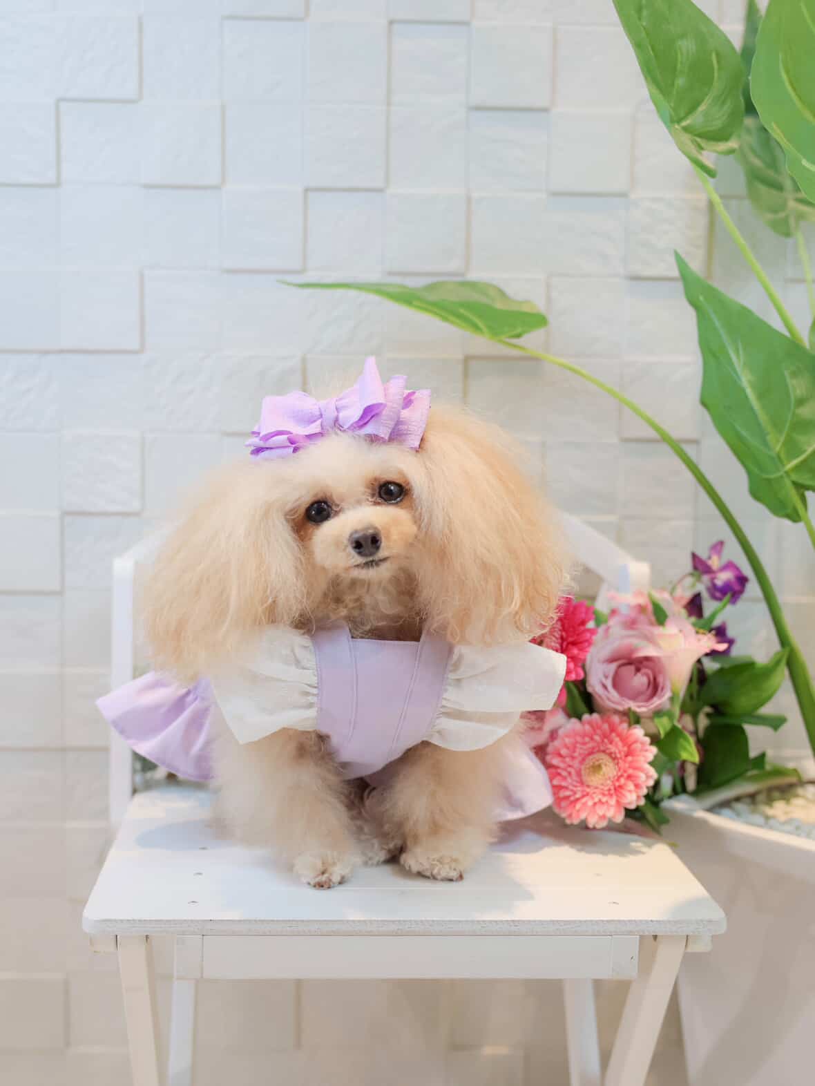 Classical Dress/ラベンダー