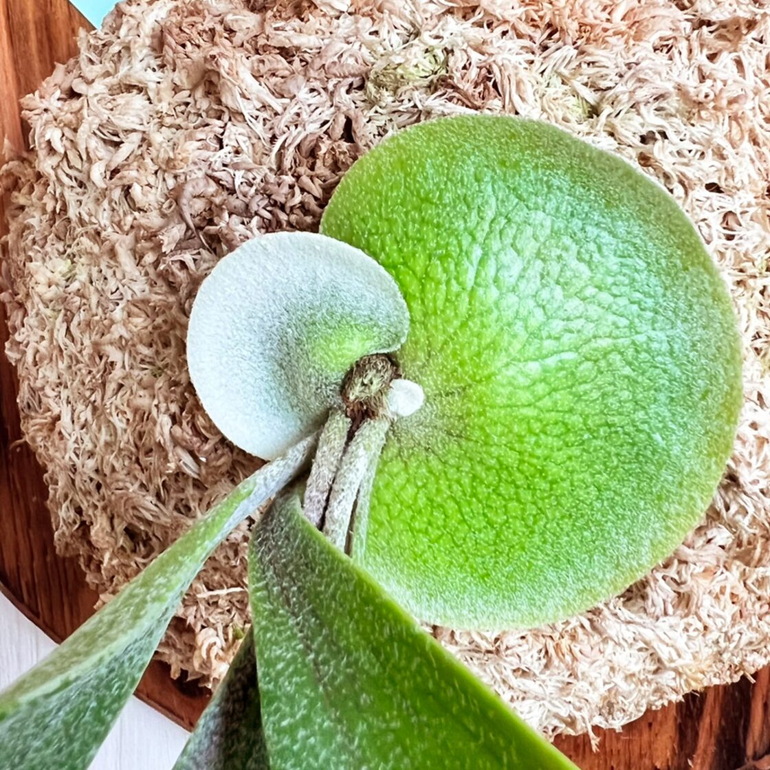 ビカクシダ ネザーランド 板付 【観葉植物 室内 コウモリラン】 | PAY ID