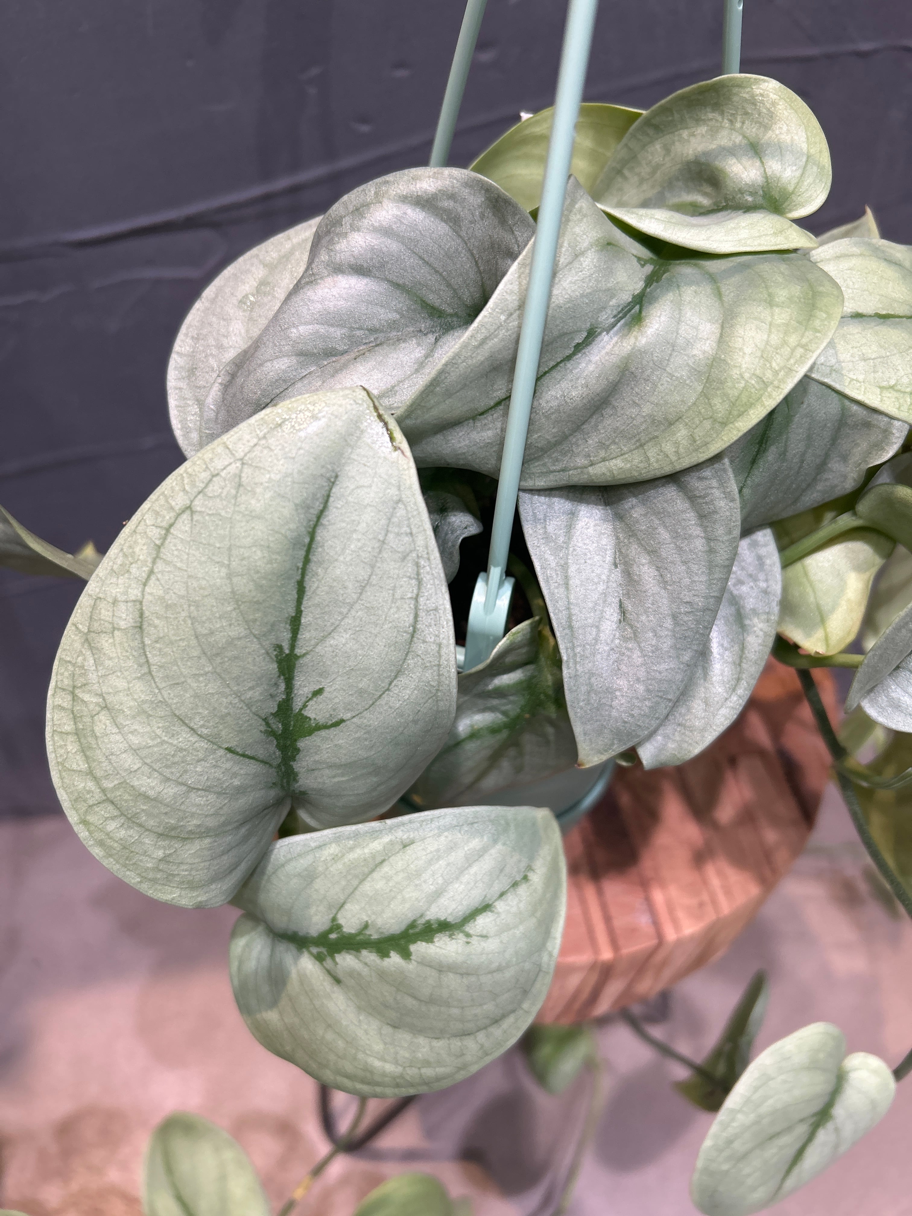 スキンダプサス シルバーヒーロー吊り | MIDORIYA 観葉植物専門店
