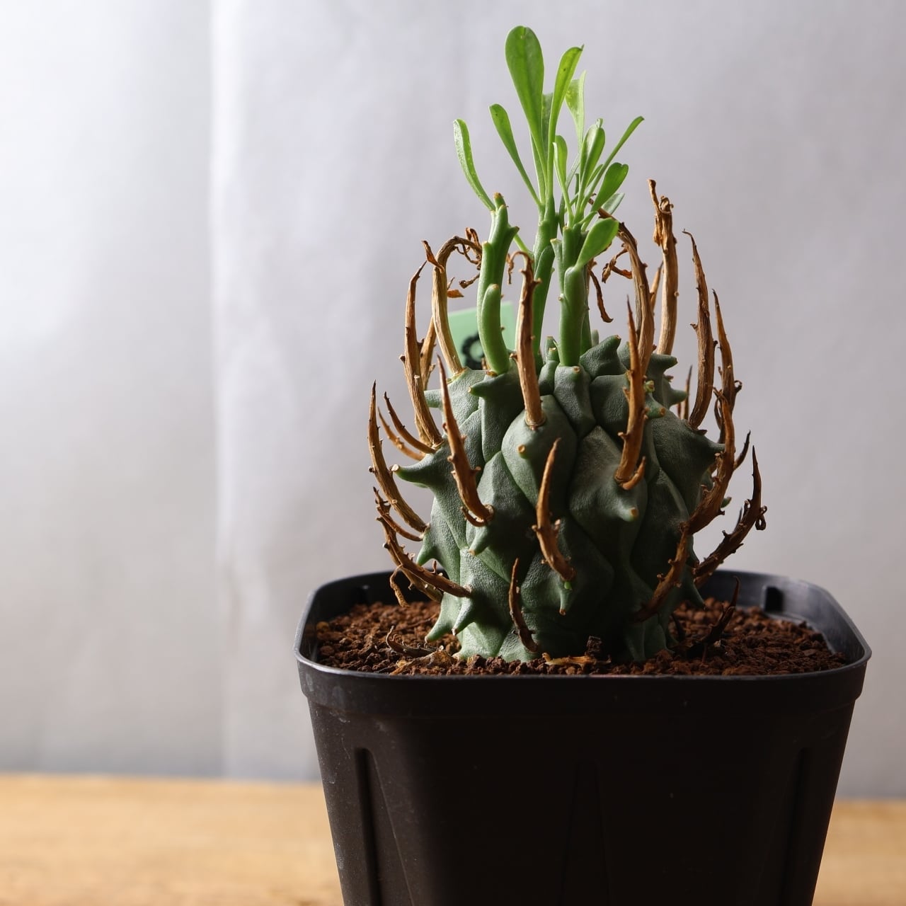 ユーフォルビア闘牛角　ユーフォルビア　実生 354 空へ突き上げる大地のツノ『実生ユーフォルビア 闘牛角』観葉植物