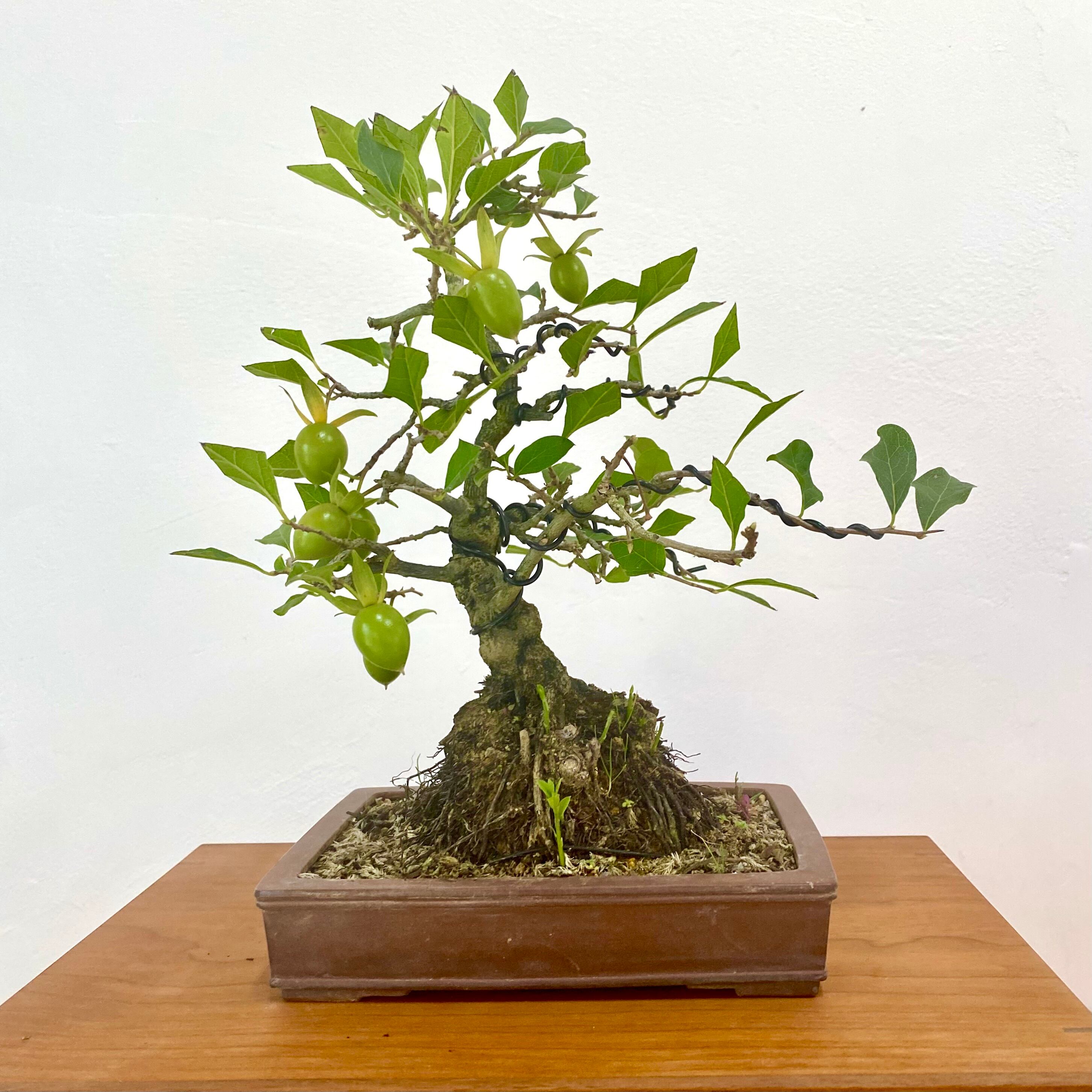 老爺柿（ロウヤ柿 高さ 30cm）ミニ盆栽 | BONSAI Labo ウエブショップ