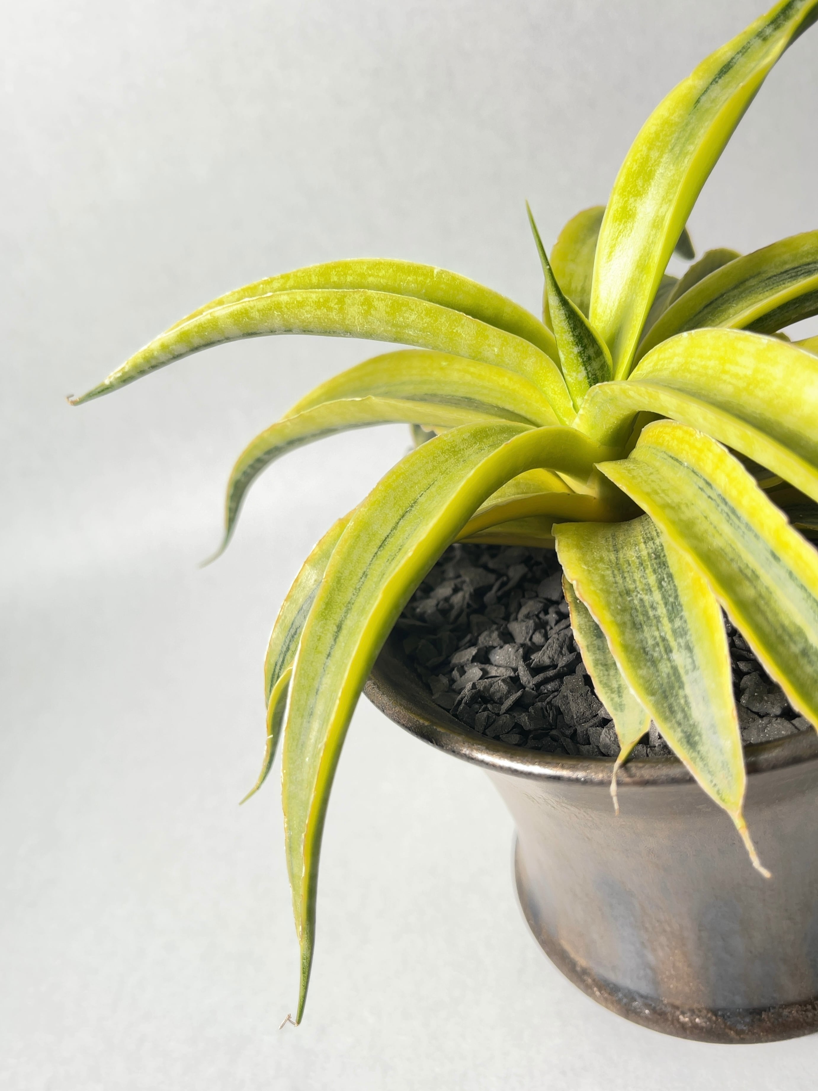 サンセベリア　サイアム　ゴールド Sansevieria Siam Gold 【artPLANTs】サンスベリア/サンセベリア