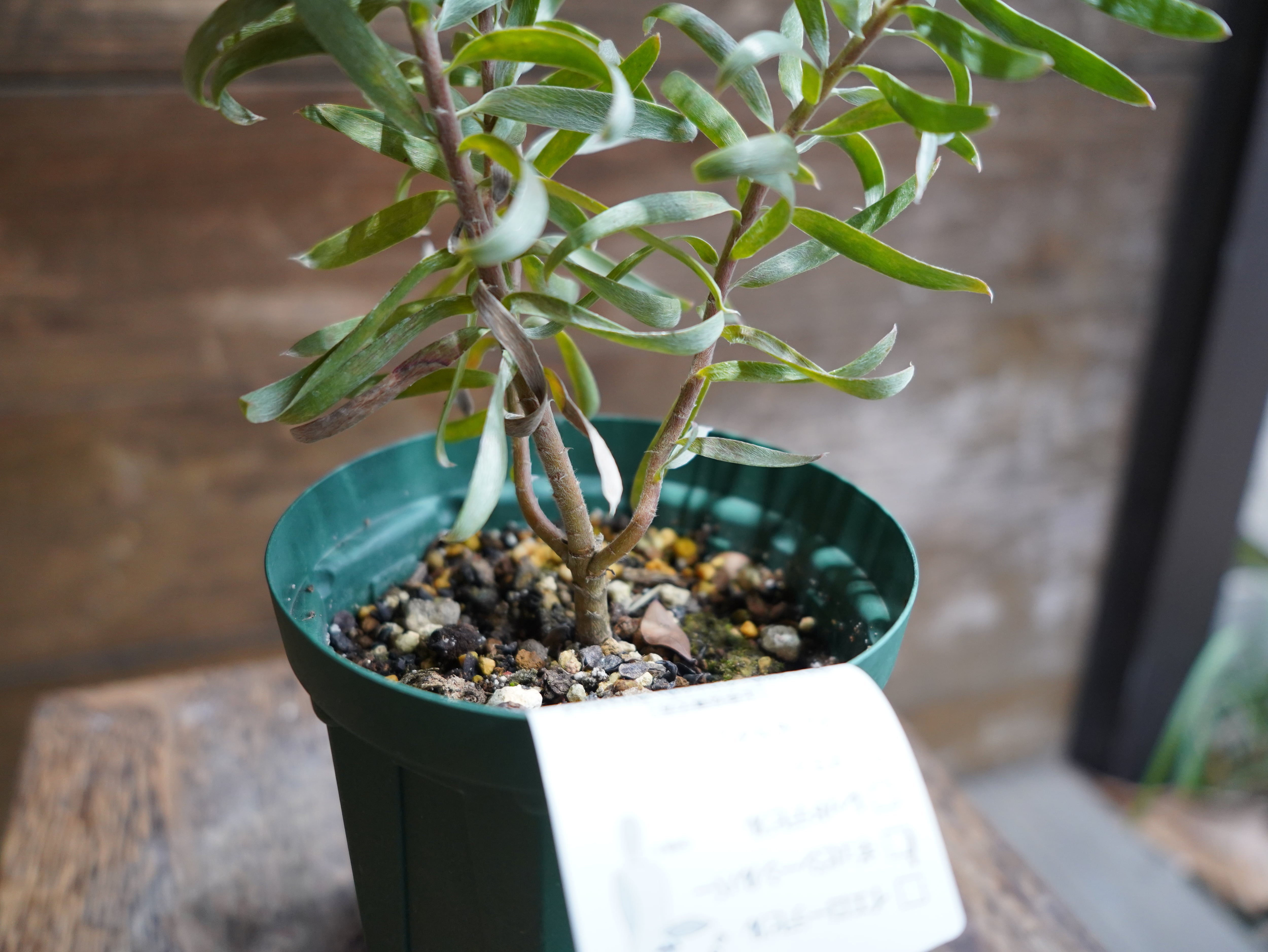 【現物】リューカデンドロン　”Gypsy Silver”　C