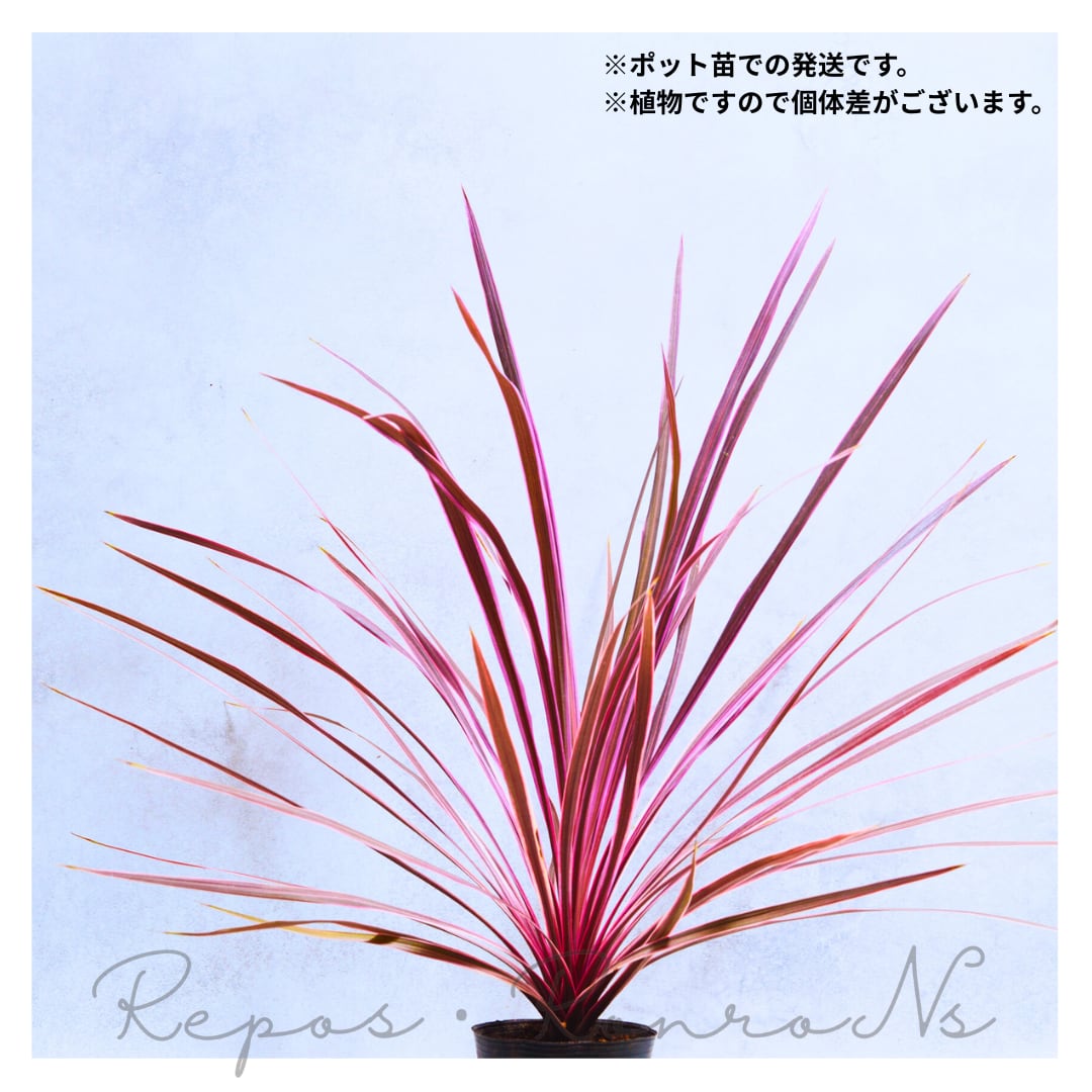 コルジリネ チャーリーボーイ(4号)新品種 人気 オージープランツ 庭木 シンボルツリー