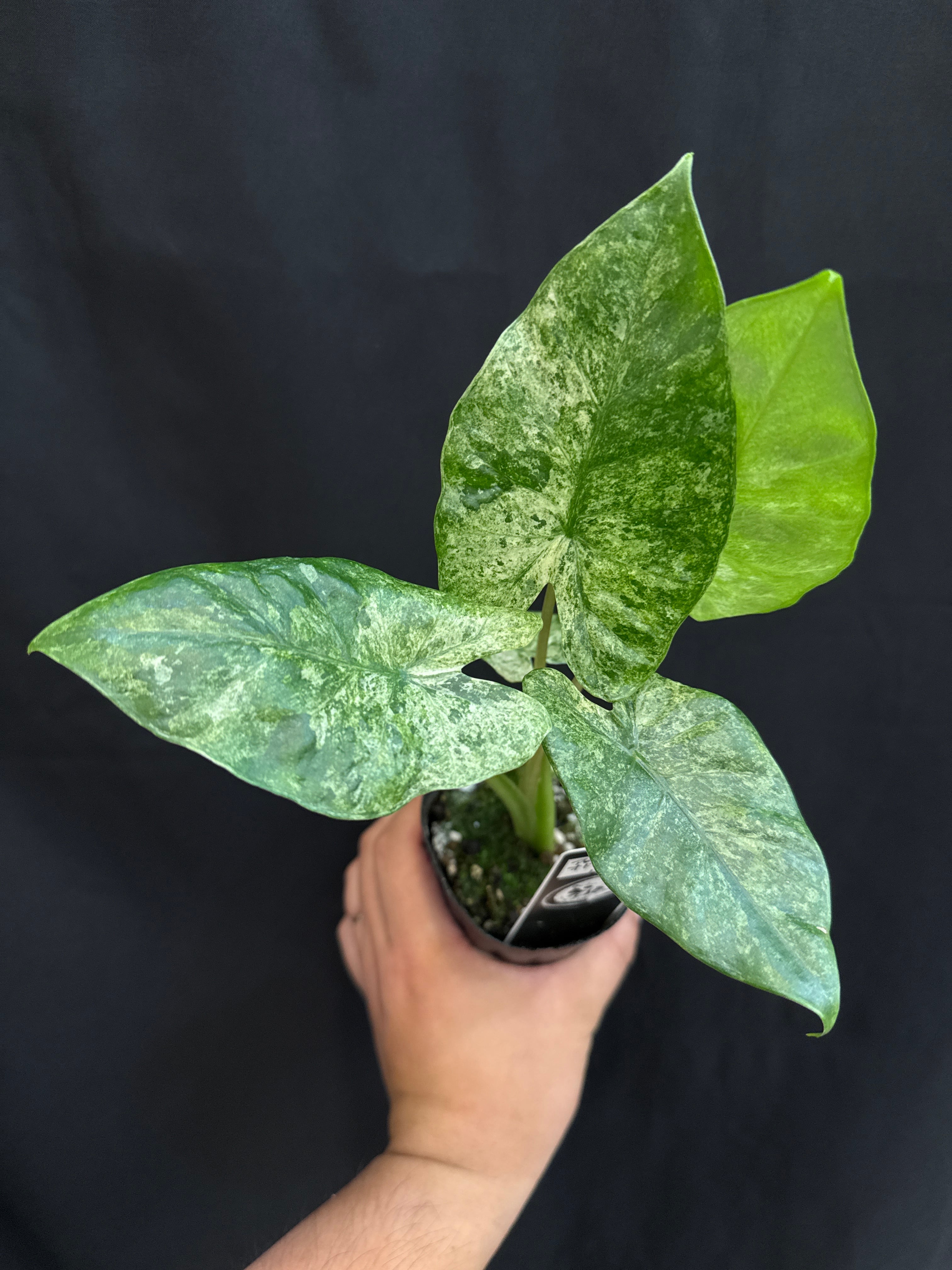 アロカシア オドラ バティック バリエガータ | Gardenえん 【観葉熱帯