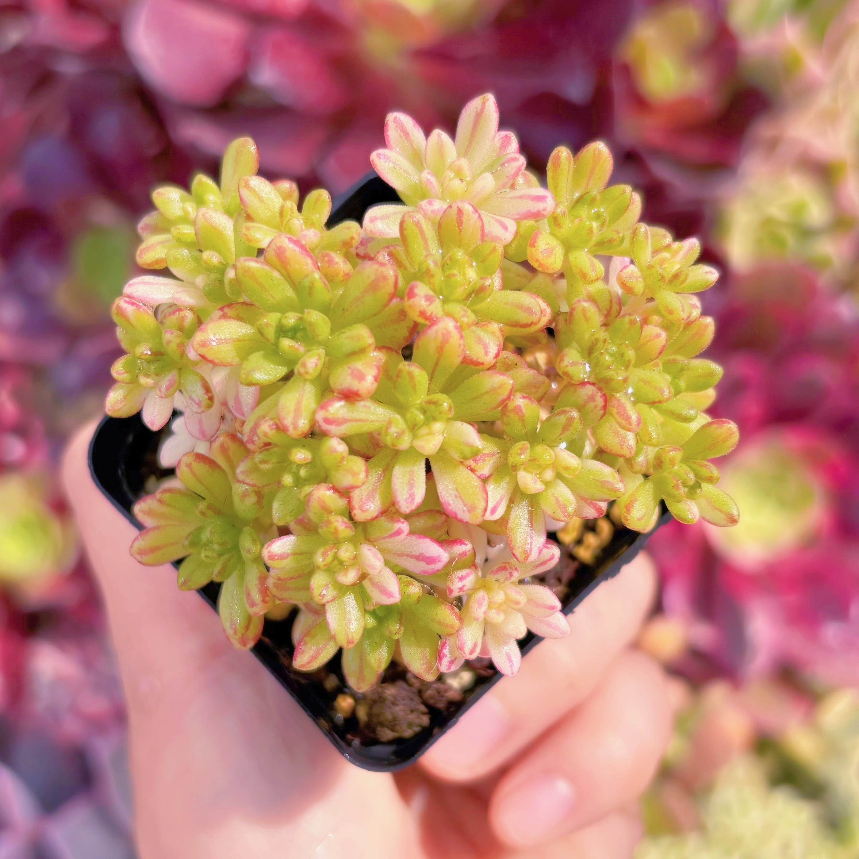 現品　小人の祭り錦#B69　群生　るる農園