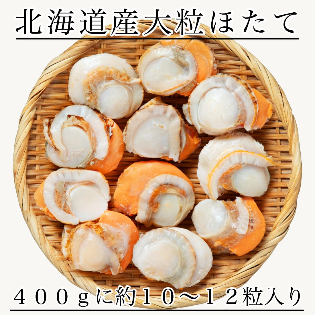 ホラ貝（沖縄産）41㎝ ホラ貝（沖縄産）41㎝ 沖縄産 ホラ貝 【公式通販】