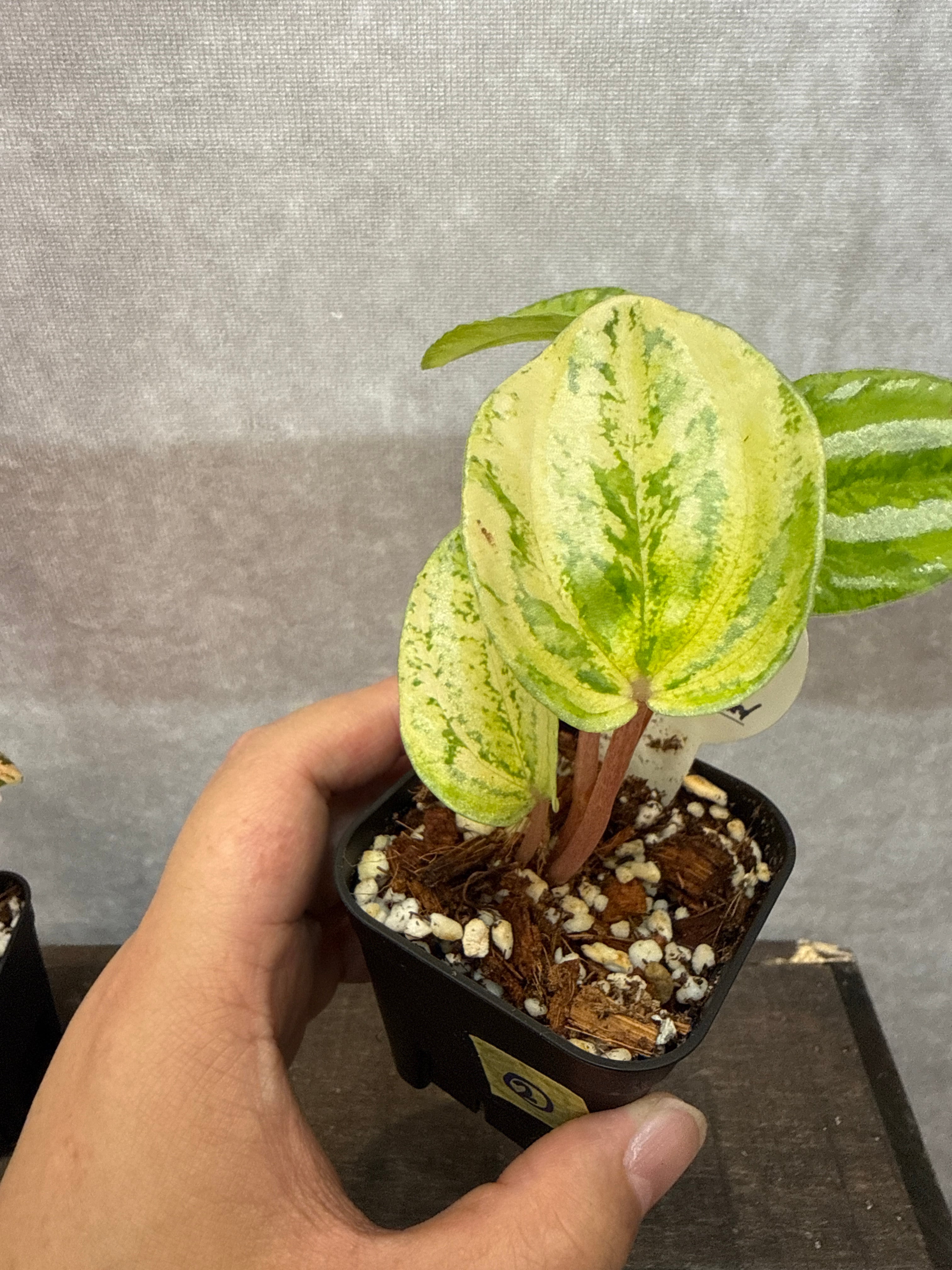 ② Peperomia 'water melon ' Neon variegated / ペペロミア スイカ
