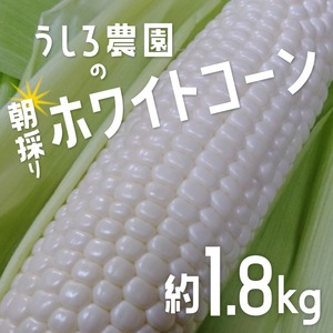 ★★予約販売★★【まるで梨のような】淡路島のホワイトコーン　1.8kg