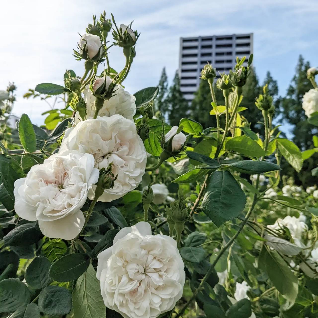 天空のバラ園(無農薬バラ苗・花苗・クレマチス・ハーブ産直販売)