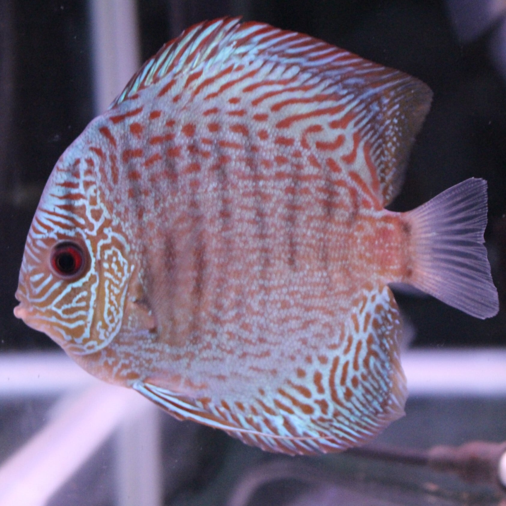 B-Collection ディスカス専門店 ディスカス通販