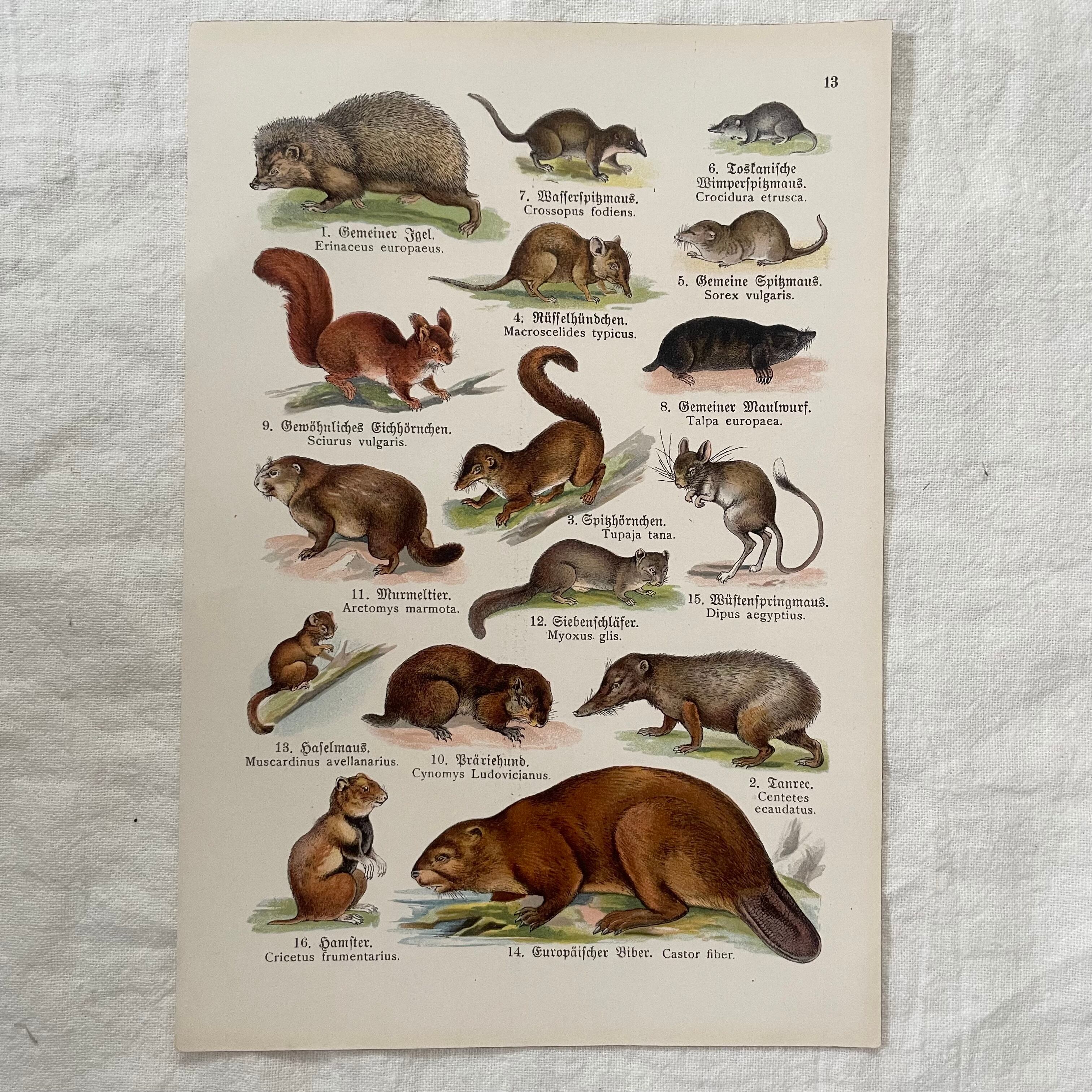 小動物たちの紙