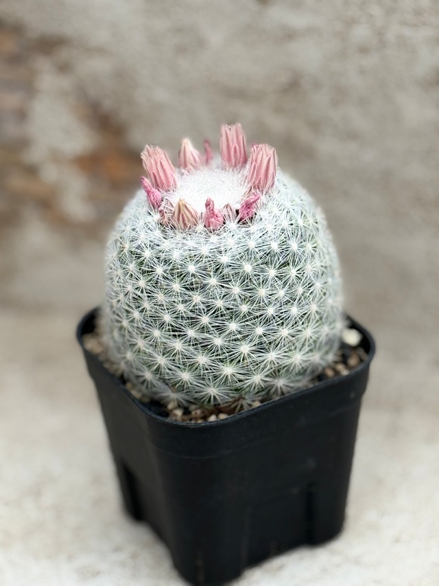 満月（大）