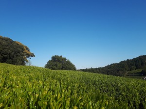 新茶   希少品種さえみどり(100g)