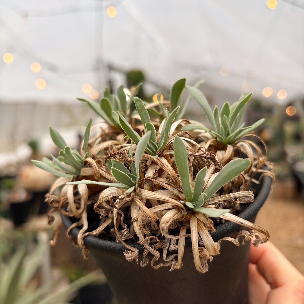 Othonna retrorsa【オトンナ・レトロルサ・実生】