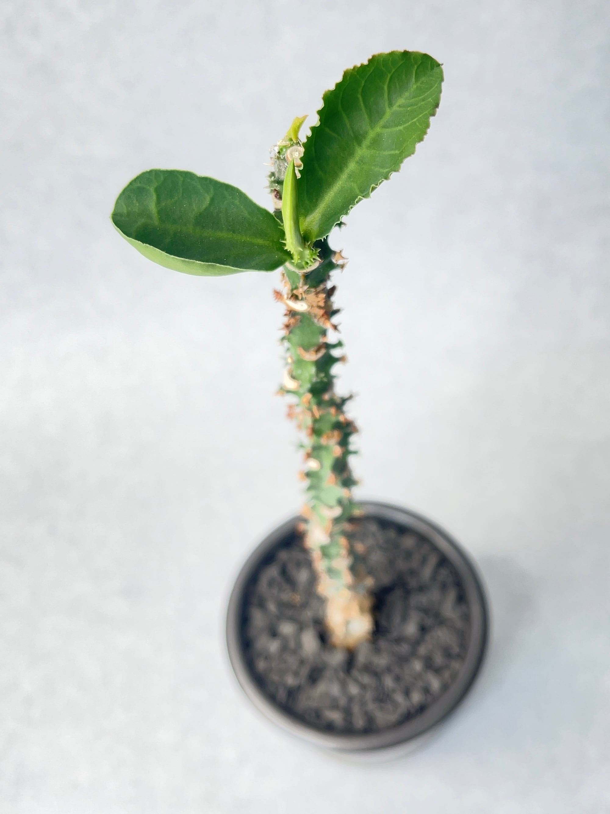 モナデニウム・マグニフィカム | trigger