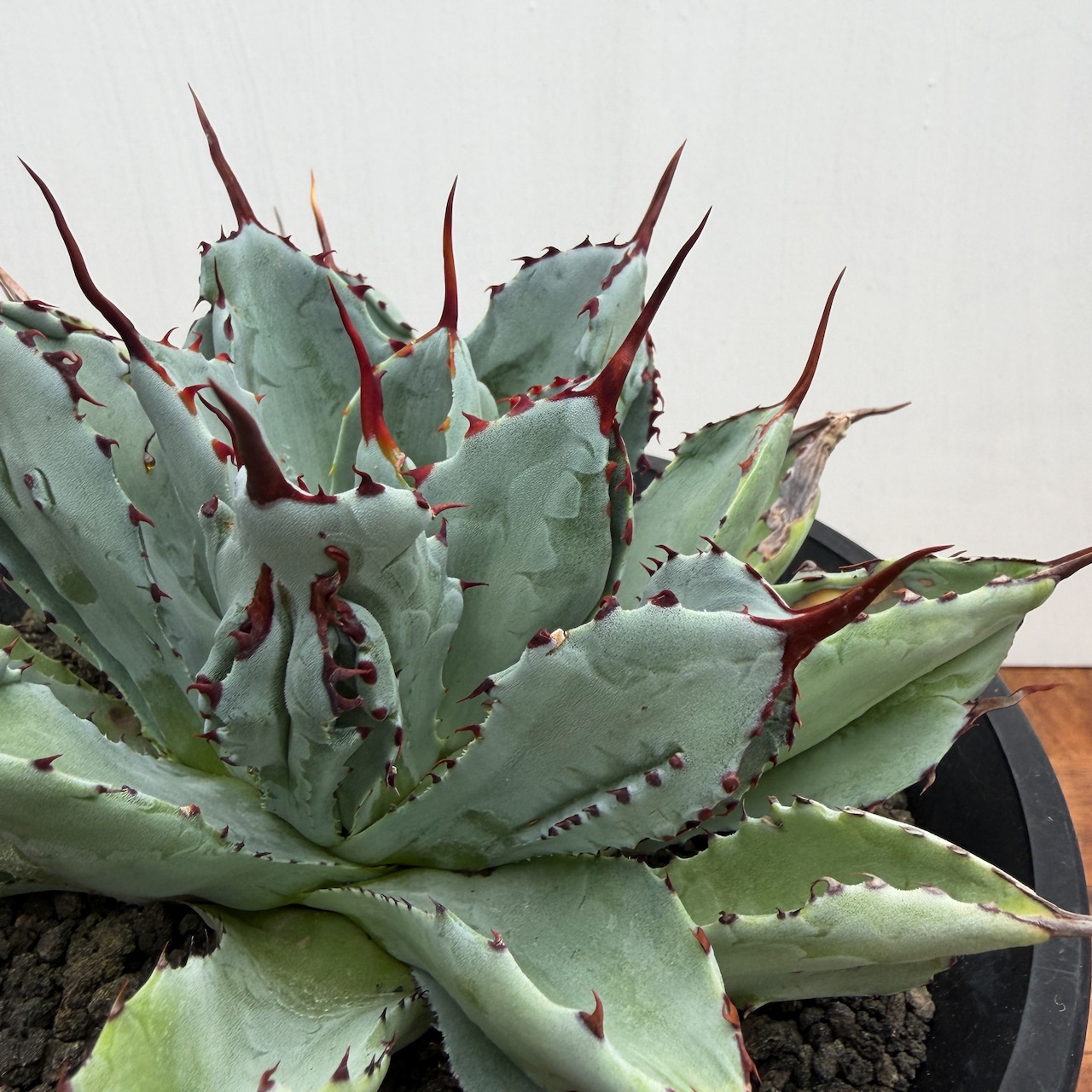 Agave ‘Cubic’【ポタトラム・キュービック】