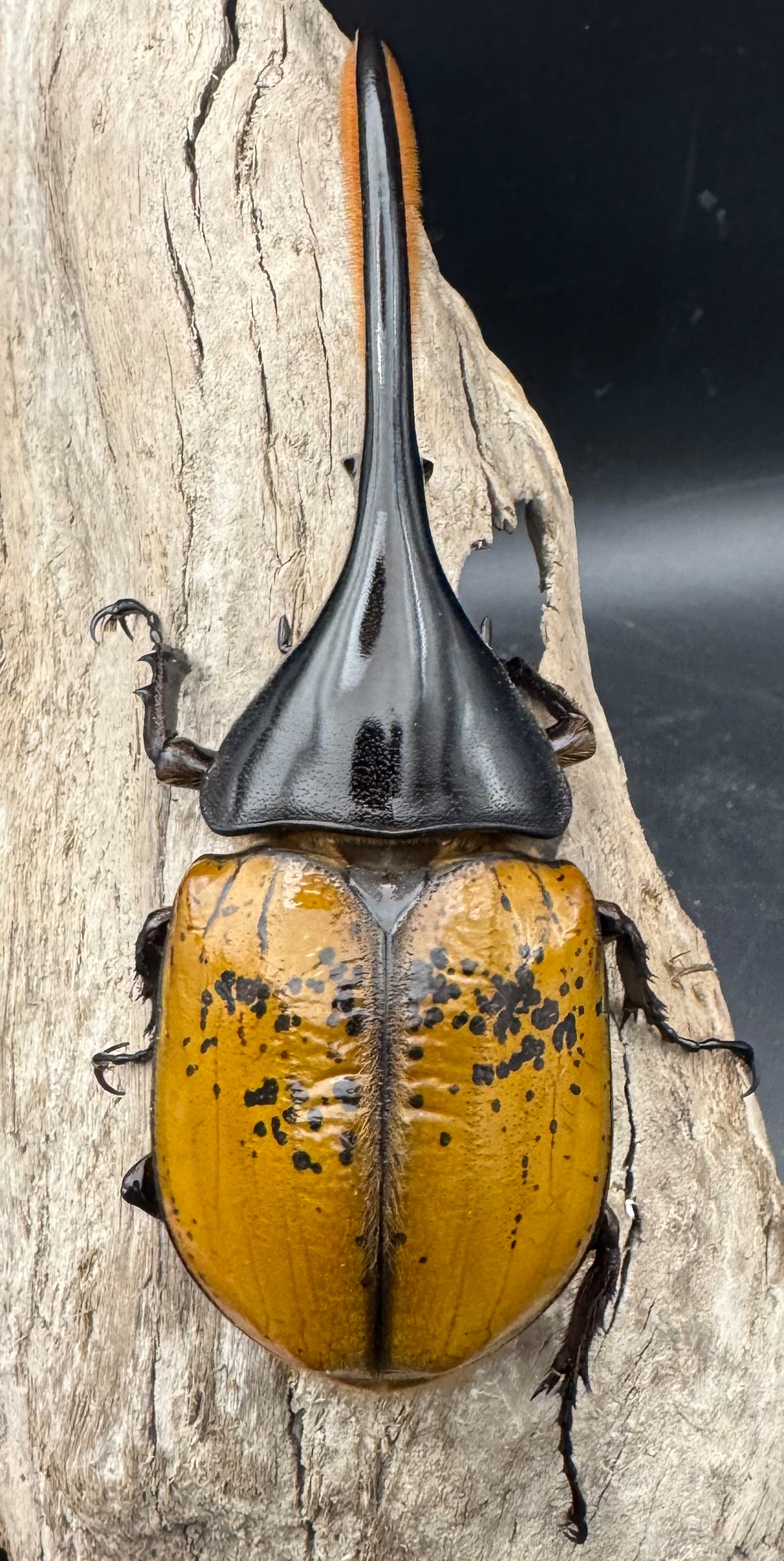 《 ヘラクレス・エクアトリアヌス 煌血統 128mm B品ペア》inohiro109氏ブリード個体