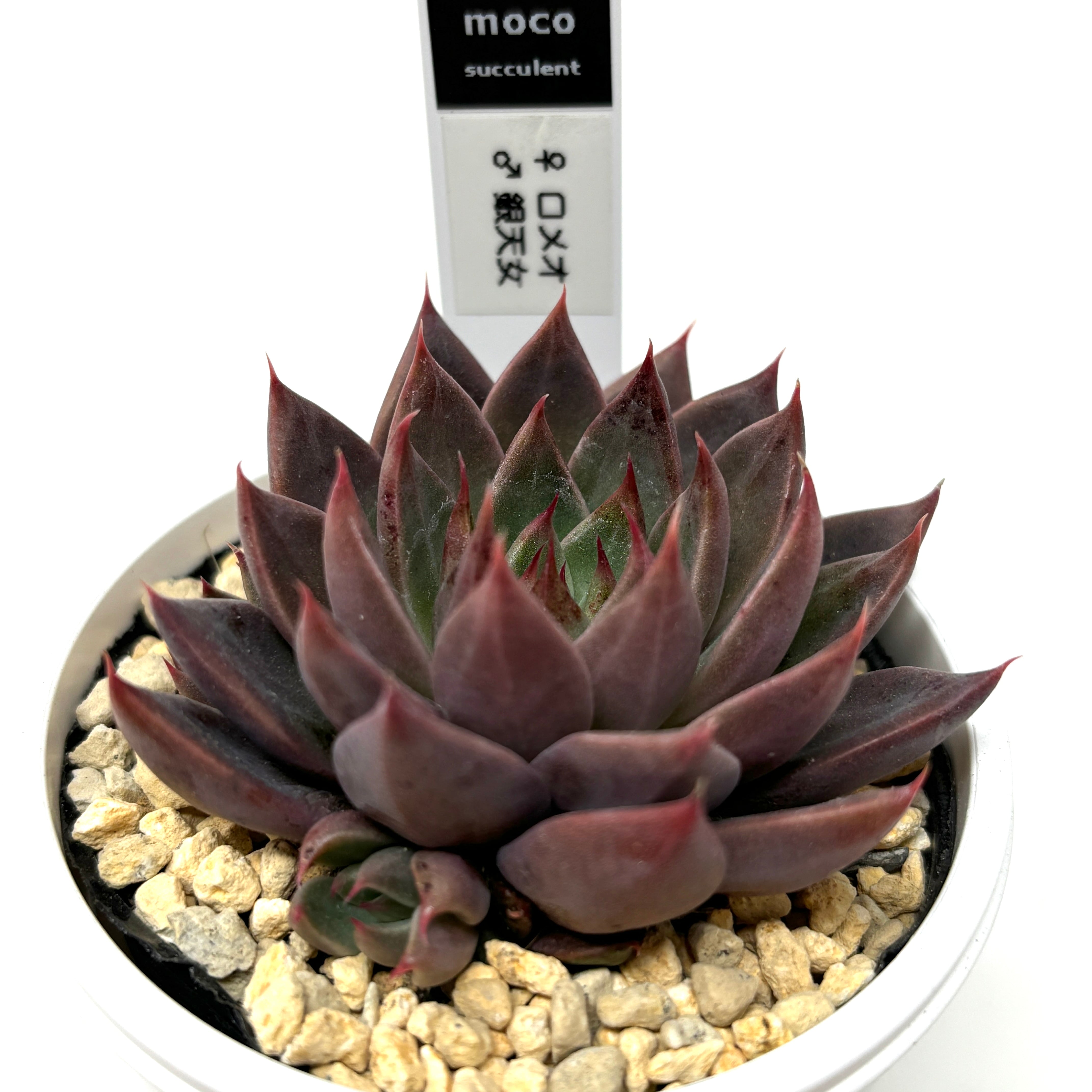 ロメオ×銀天女 多肉 抜き苗 【公式通販】