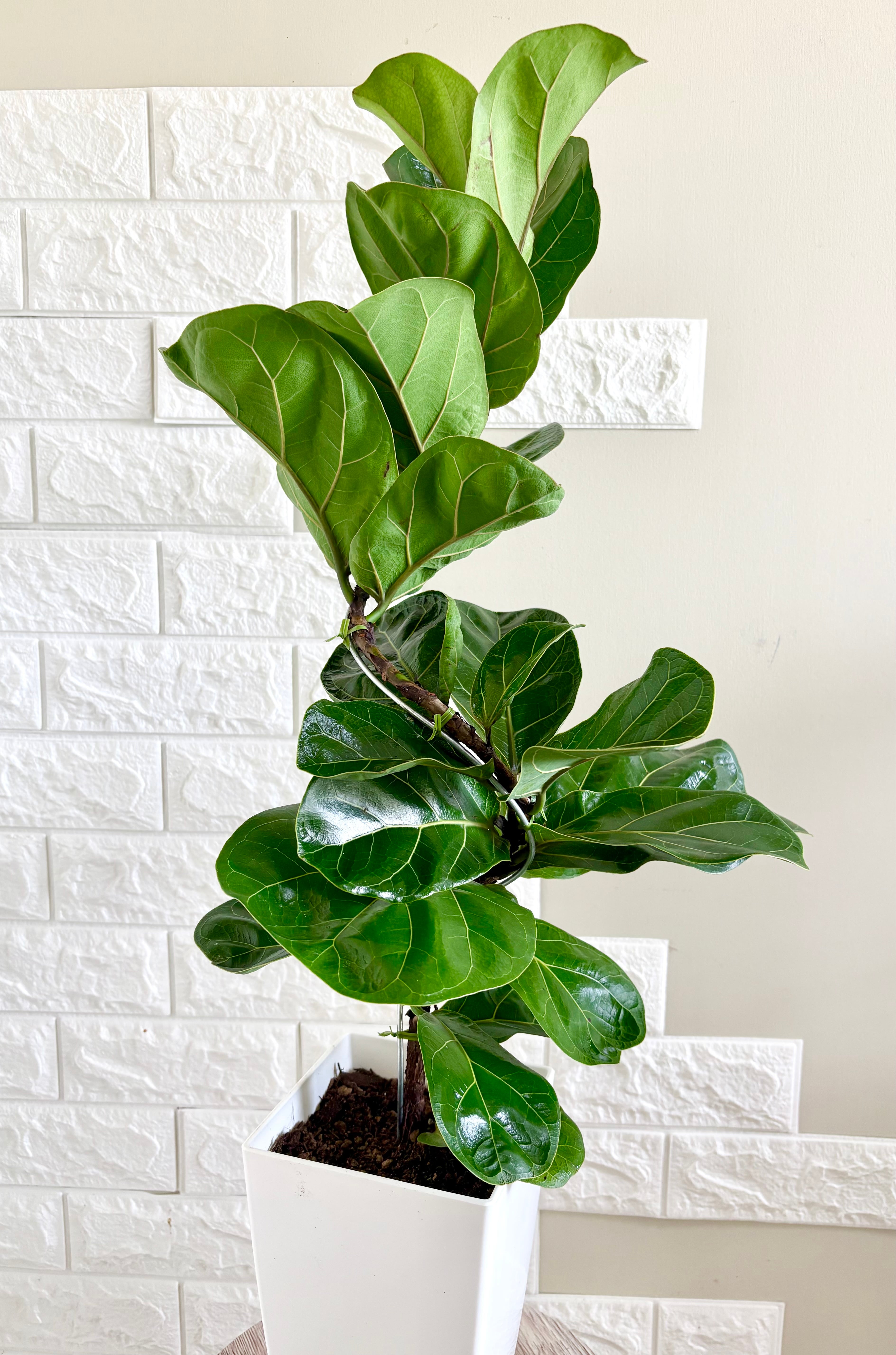 現品】フィカスバンビーノ 曲がり樹形 6号鉢 観葉植物 | 観葉植物のお