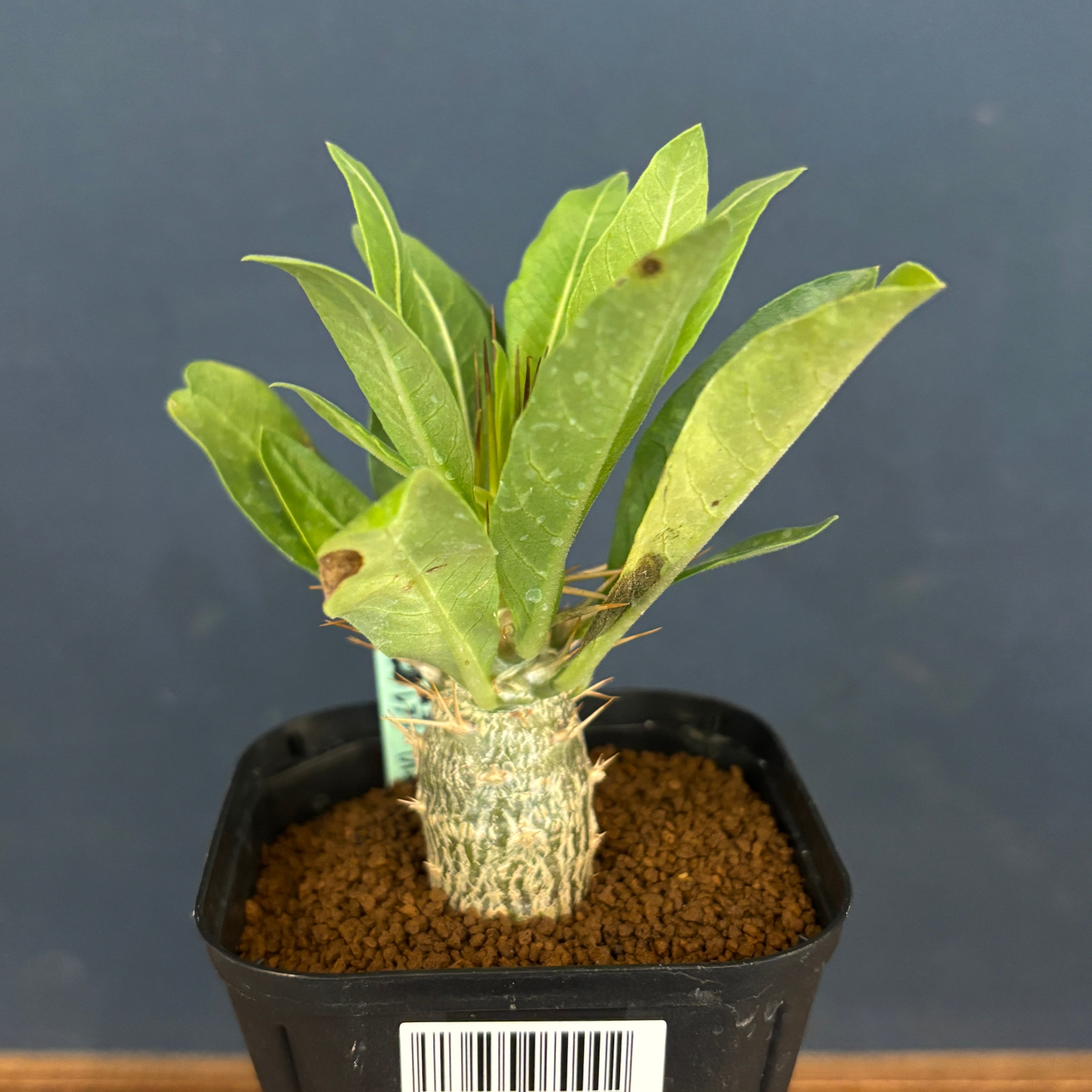 パキポディウム レアリー【1038】