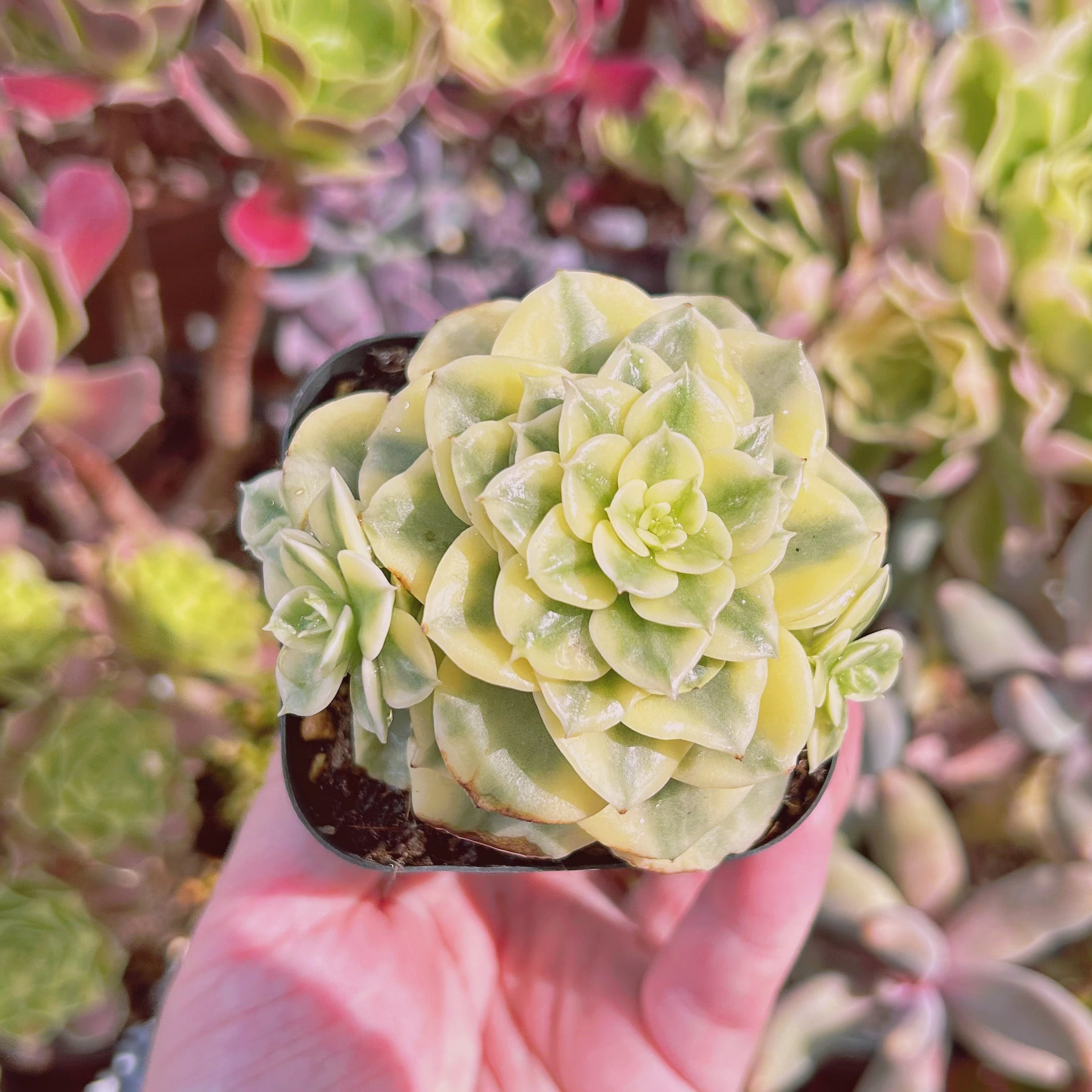 現物　多肉植物　ヌダ錦