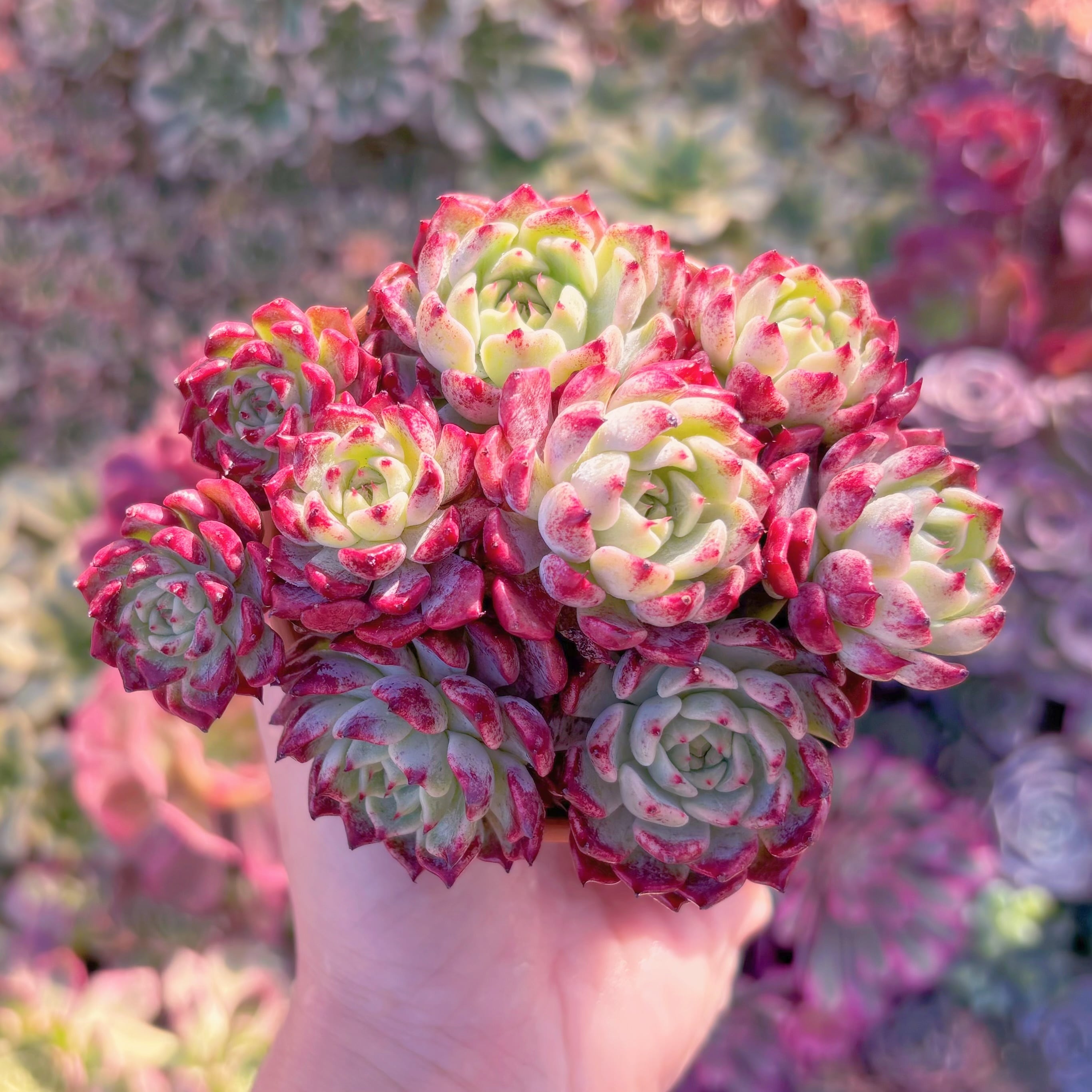 多肉植物　沙羅姫牡丹　群生　在庫僅少　新入荷　るる農園