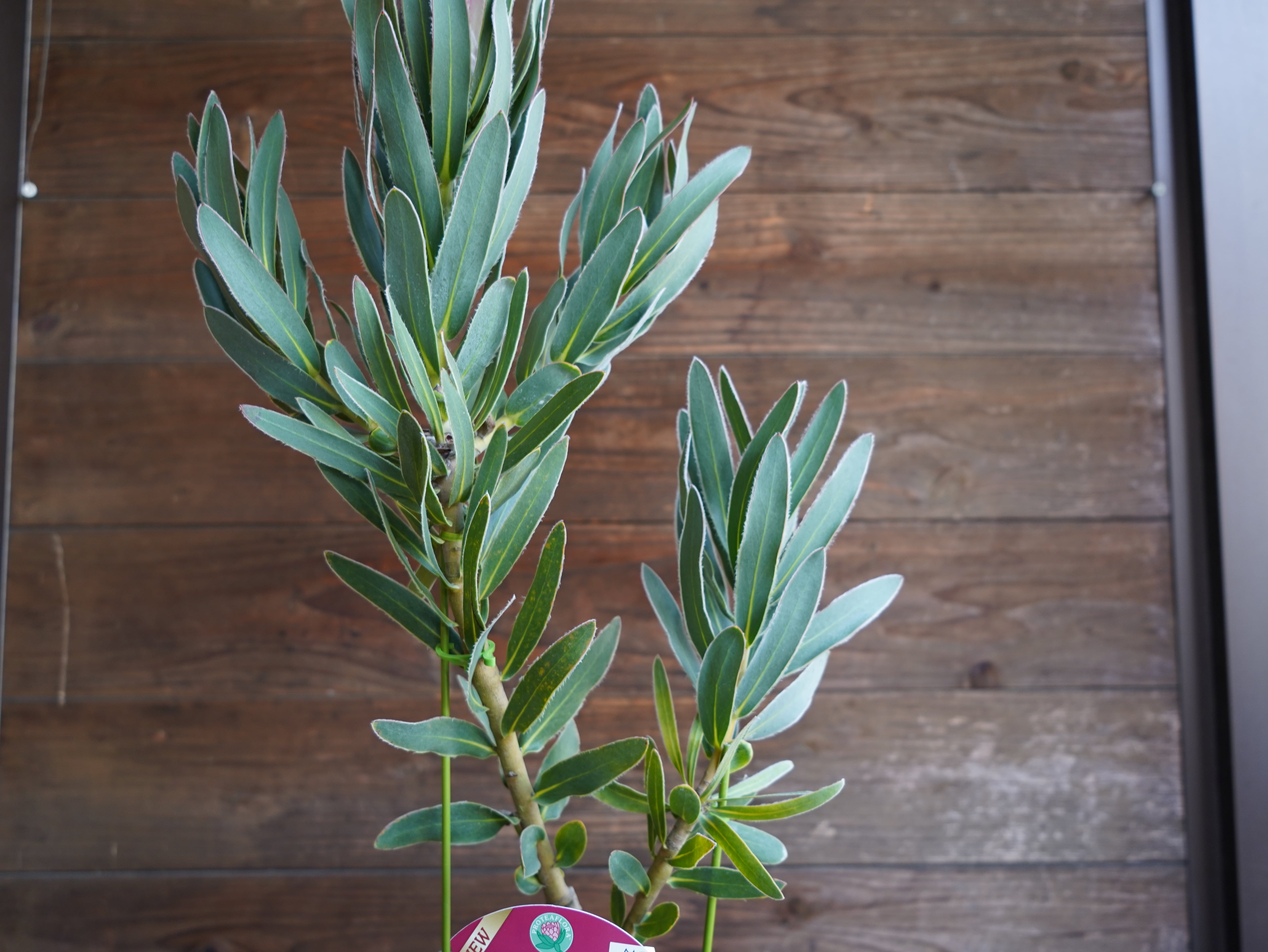 【現物】プロテア　"ピンクパール"