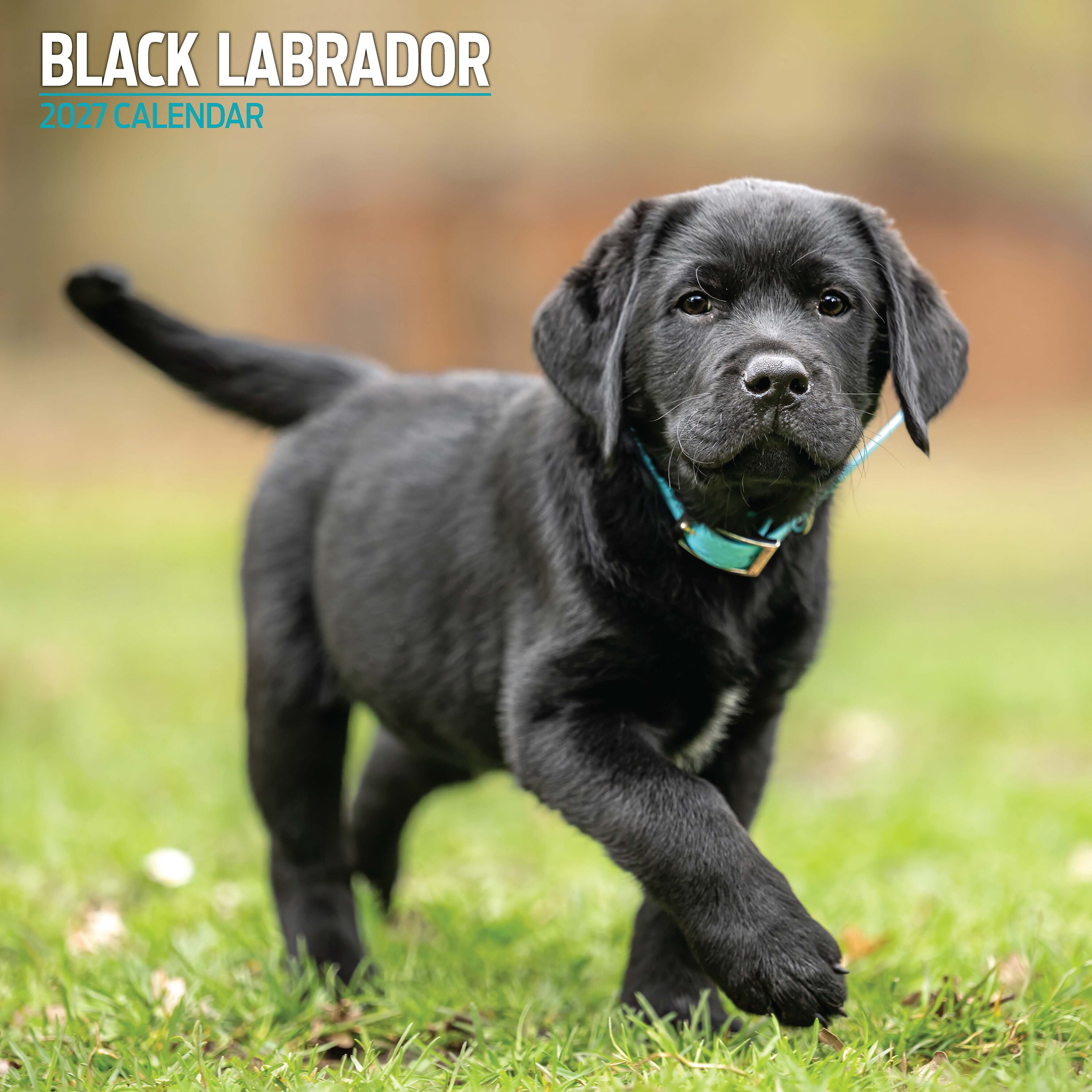【2027年版】英国製犬種カレンダー【ブラック・ラブラドール】Traditional 2027年版