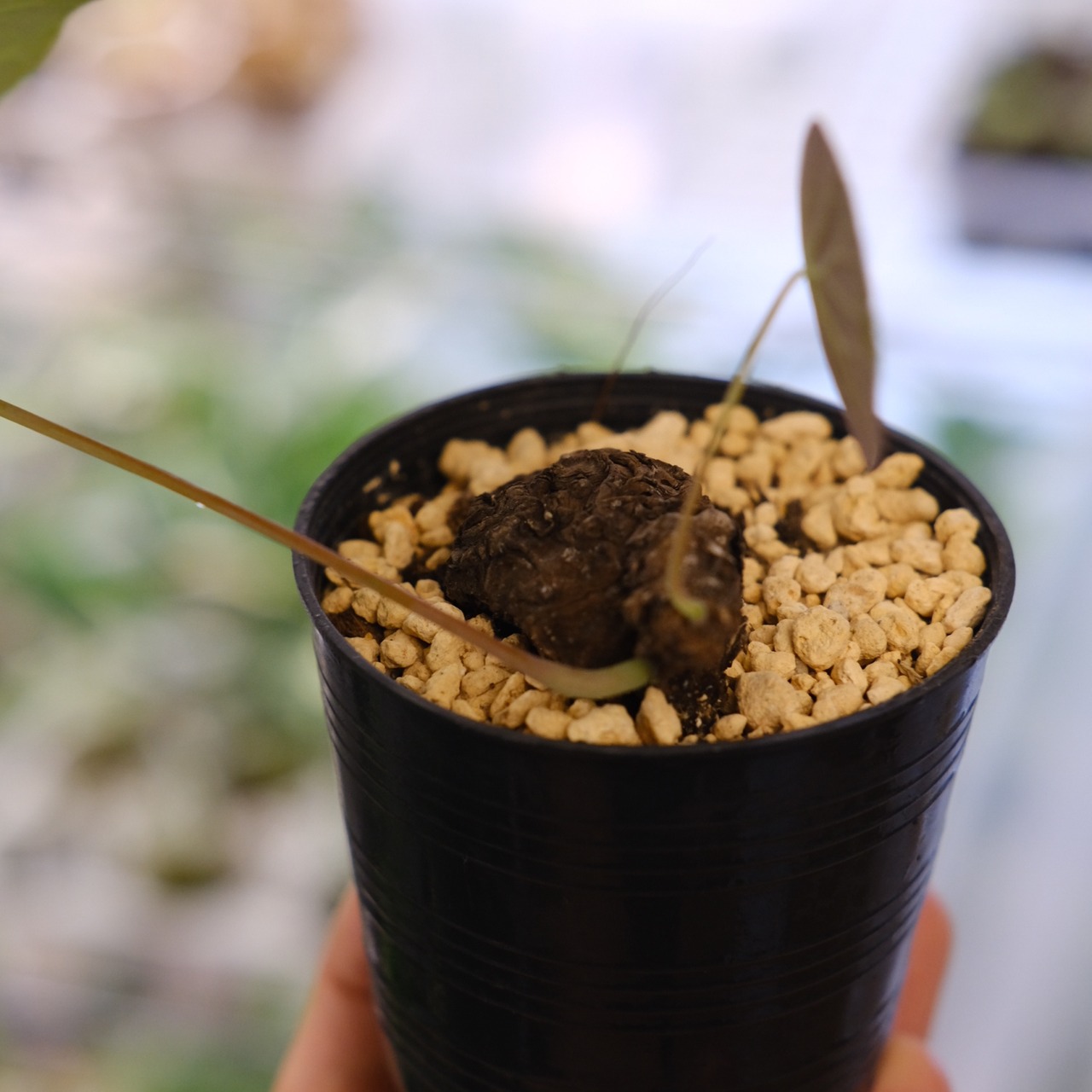 Stephania kaweesakii / ステファニア カウィーサキー⑪ / 観葉植物