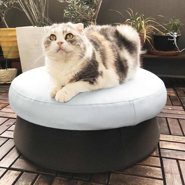 HOME TRAMPOLINE 【Simple】Mint 　HT0302