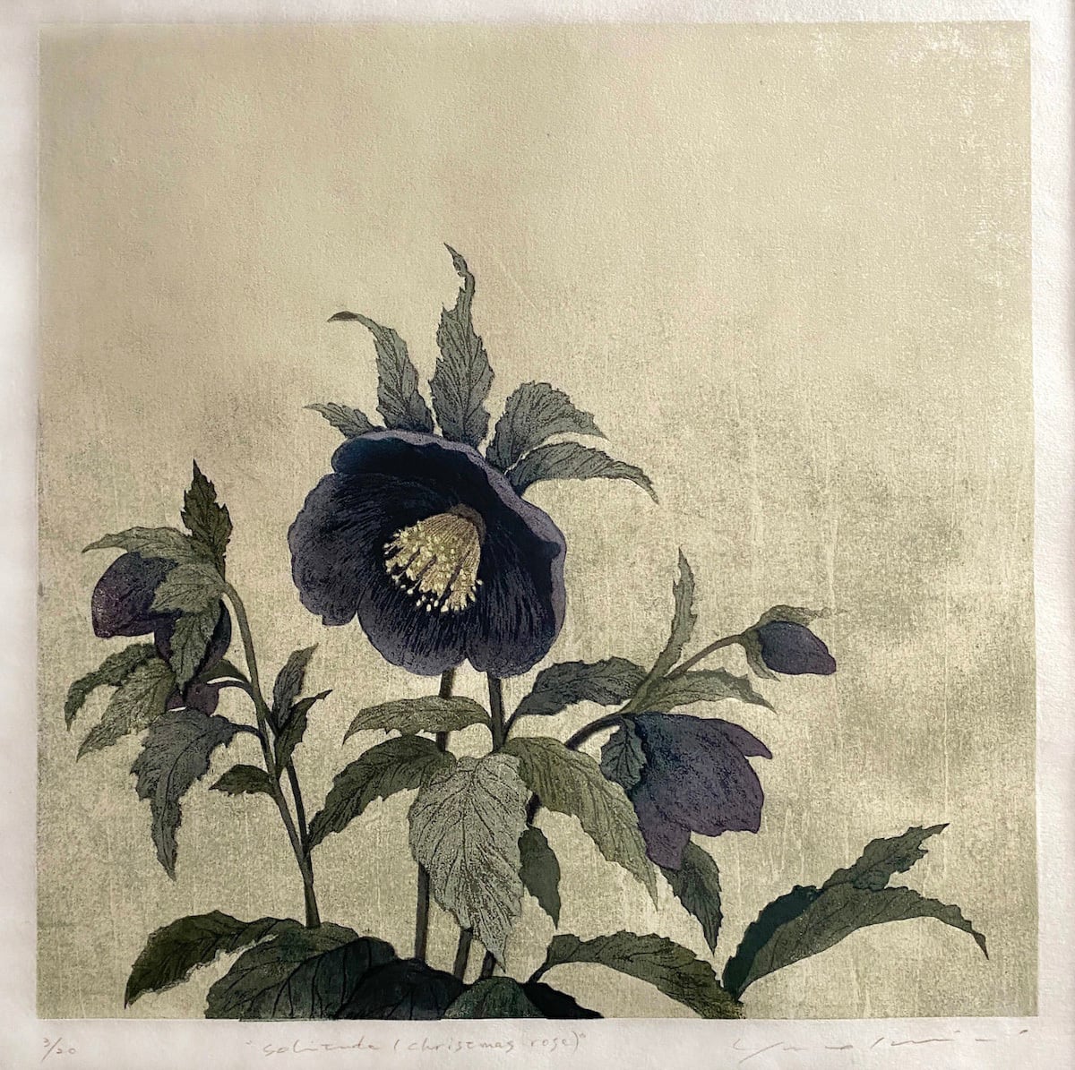 岩切裕子「solitude(Christmas rose)」 IWAKIRI Yuko, woodcut print, sheet
